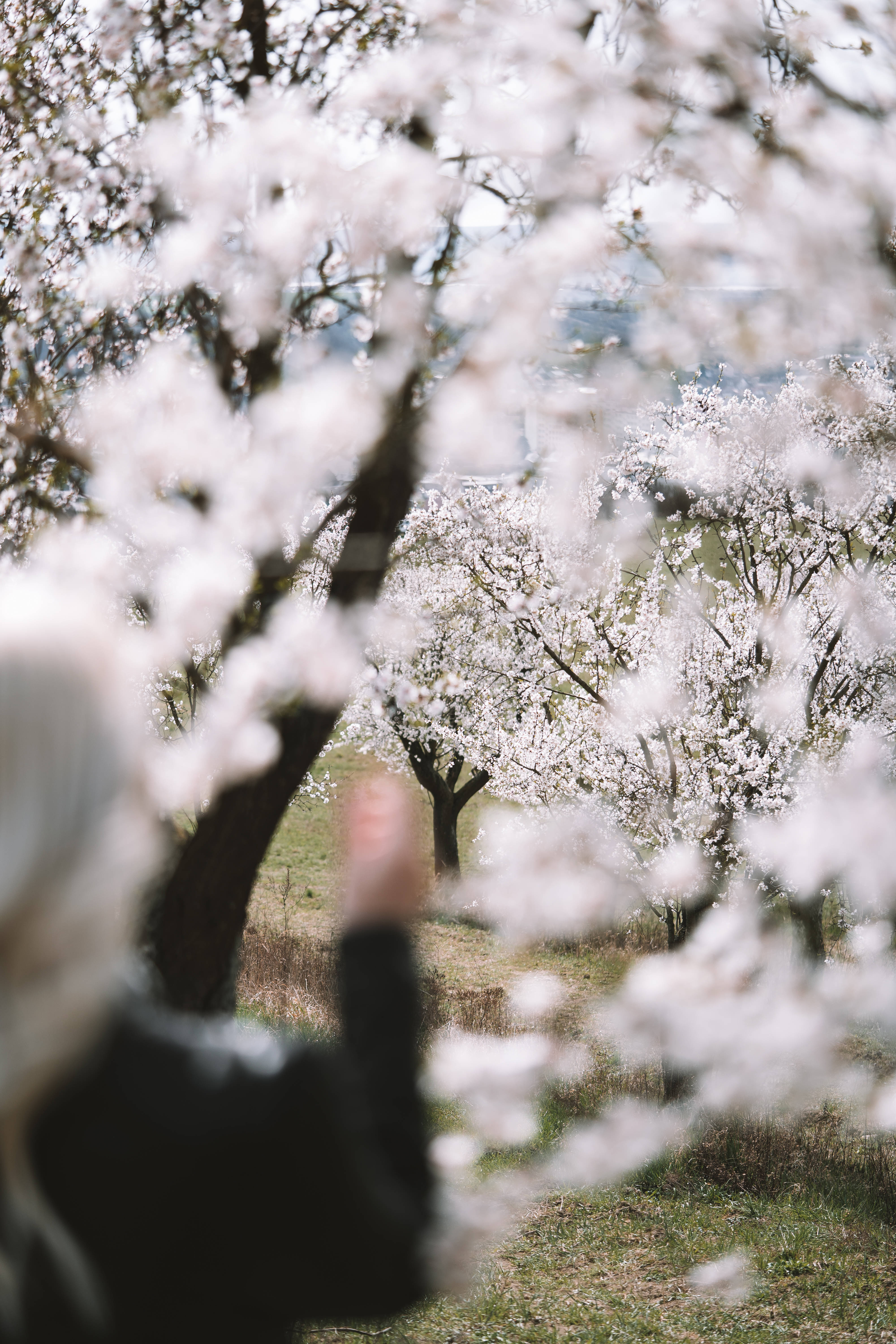 白杏花園 壁紙 — 一位白髮的人輕輕觸摸在柔和春日果園中盛開的白櫻花樹。