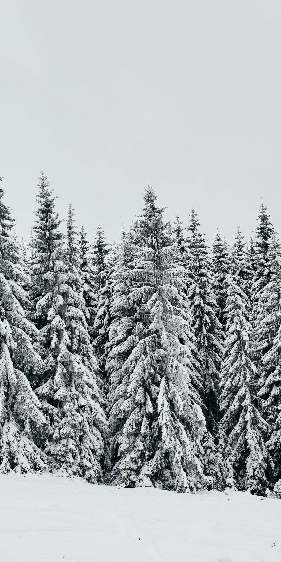 白松樹 壁紙 — 一片茂密的常綠樹林，樹上積滿白雪，在蒼白的冬日天空下，前景亦鋪滿積雪。