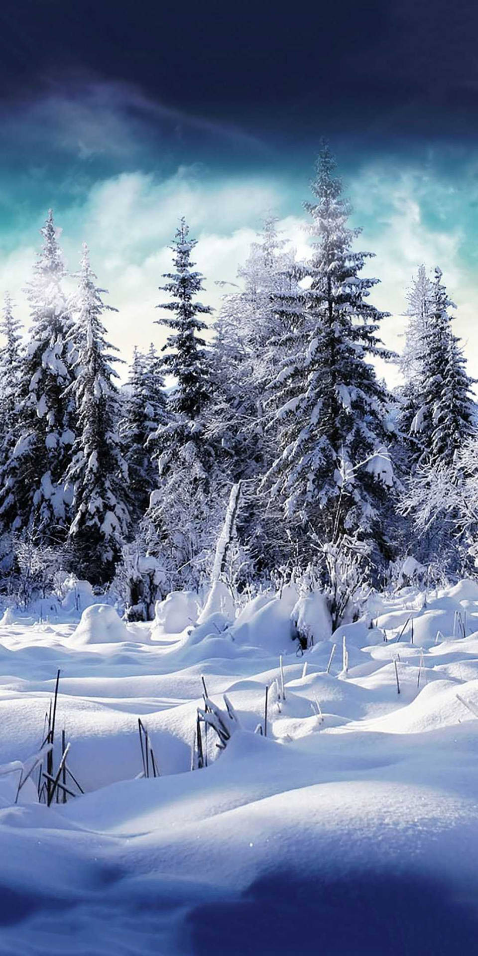 暮色中寧靜的冬季森林裡白雪覆蓋的松樹。