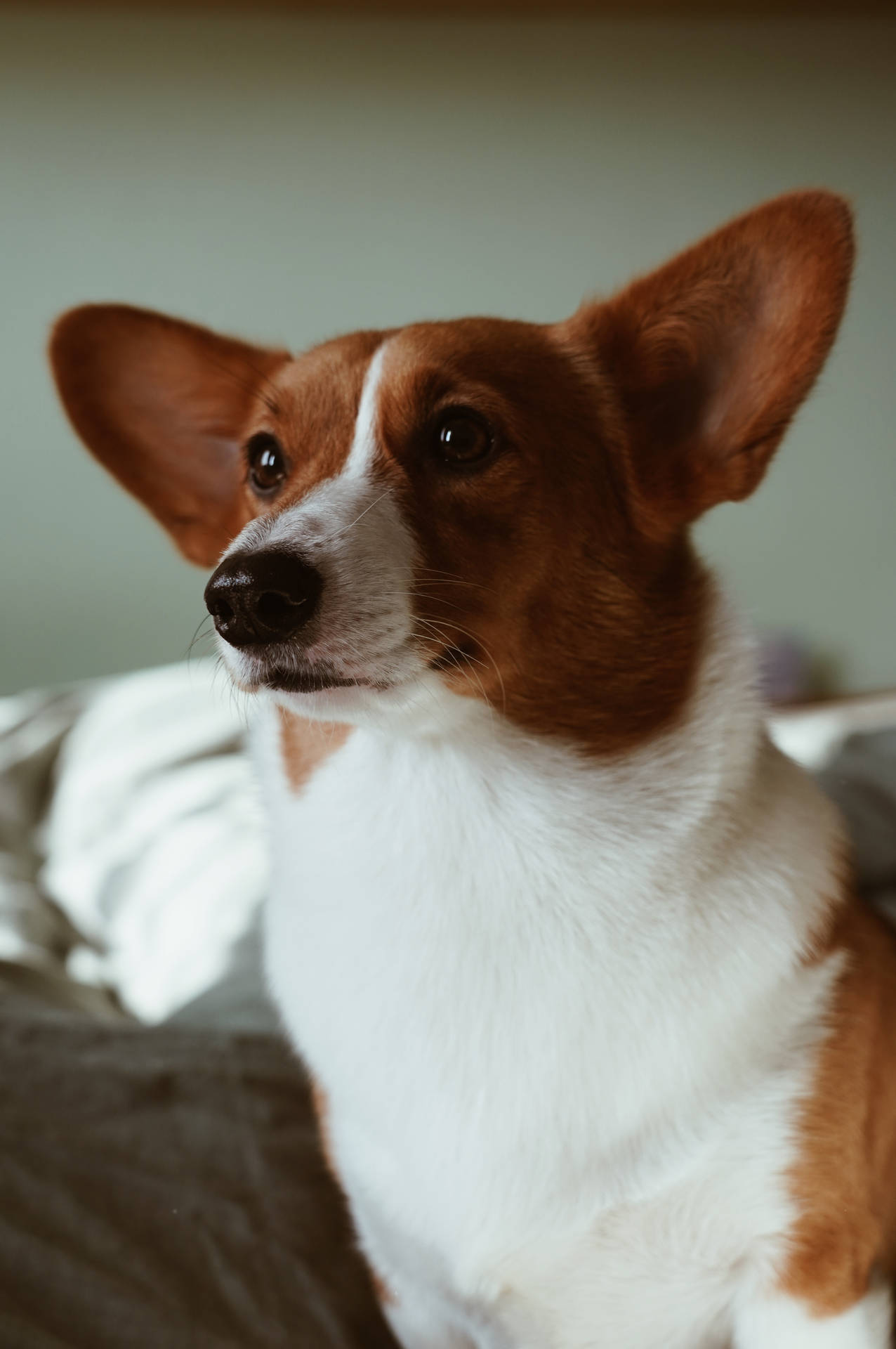 一隻啡白色哥基犬，有大耳朵和柔軟毛髮，向上望。