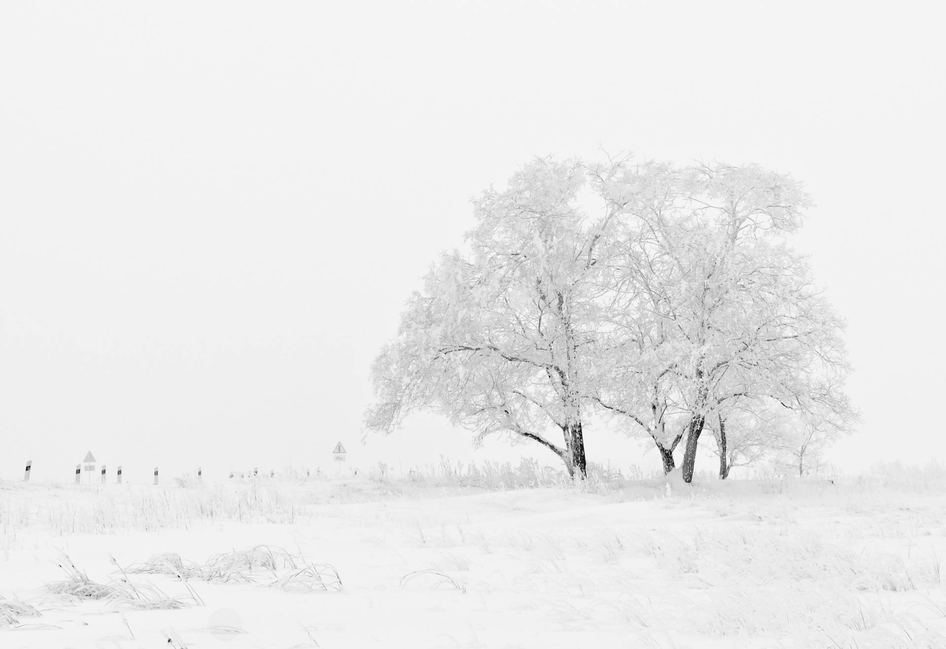 白樹與白色冬季天空 壁紙 — 一棵孤獨的雪覆蓋的樹立在冰凍的田野上，天空灰白朦朧，遠處的輪廓幾乎看不見。