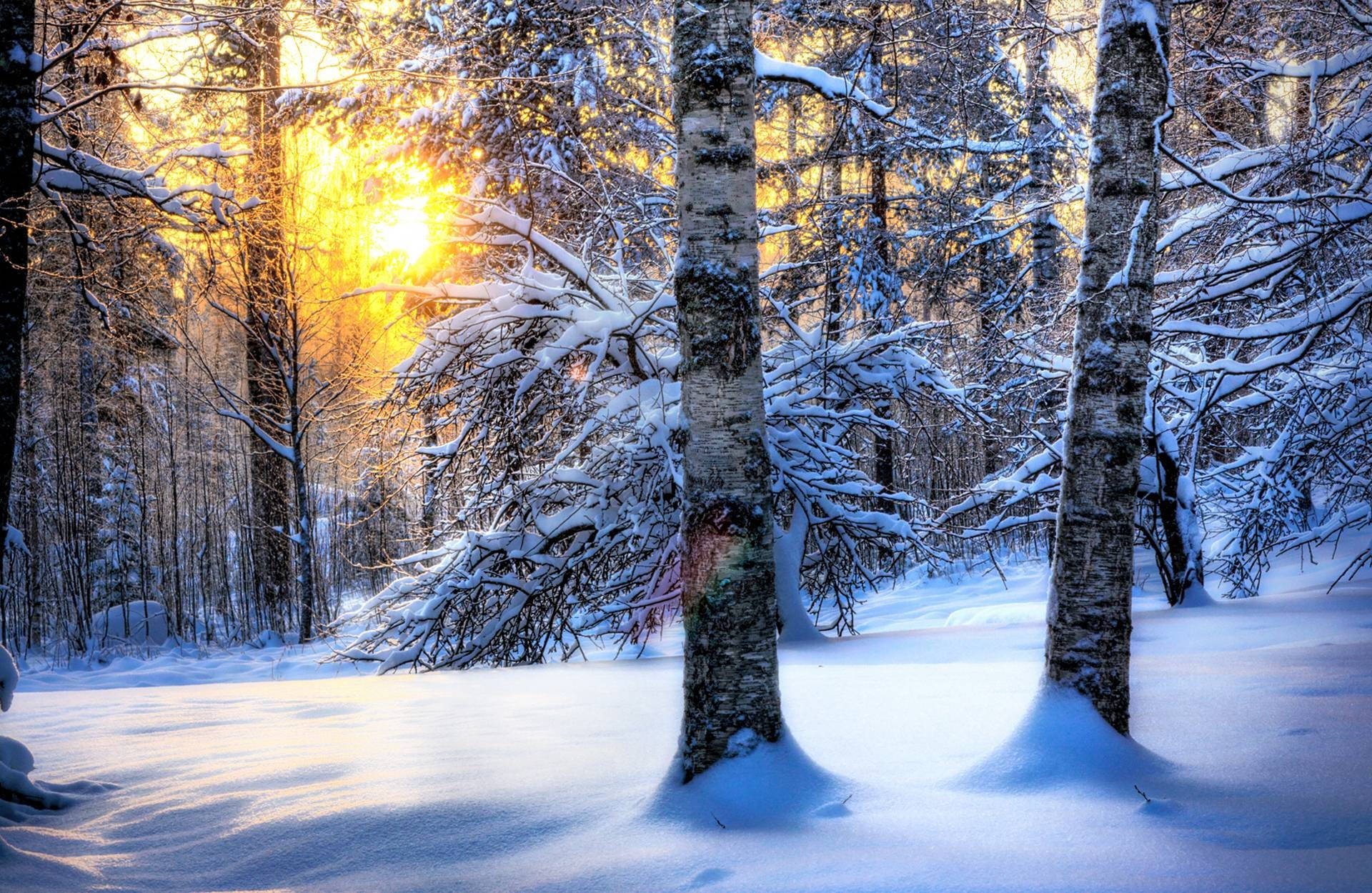 白樺林冬季桌面 壁紙 — 金色日出穿過積雪的樺樹，將溫暖的光線灑在純淨的冬季森林地面上。