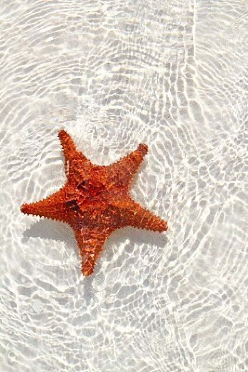 白海床上的紅海星圖 壁紙 — 一隻充滿活力的橙色海星在陽光普照的沙灘上，於清澈蕩漾的水面下休息。