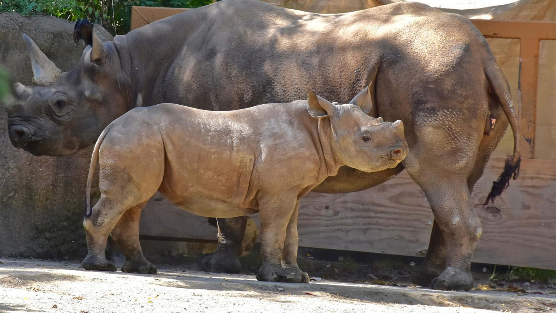 成年犀牛和犀牛寶寶在陽光明媚的日子裡一起站在動物園的圍欄裡。