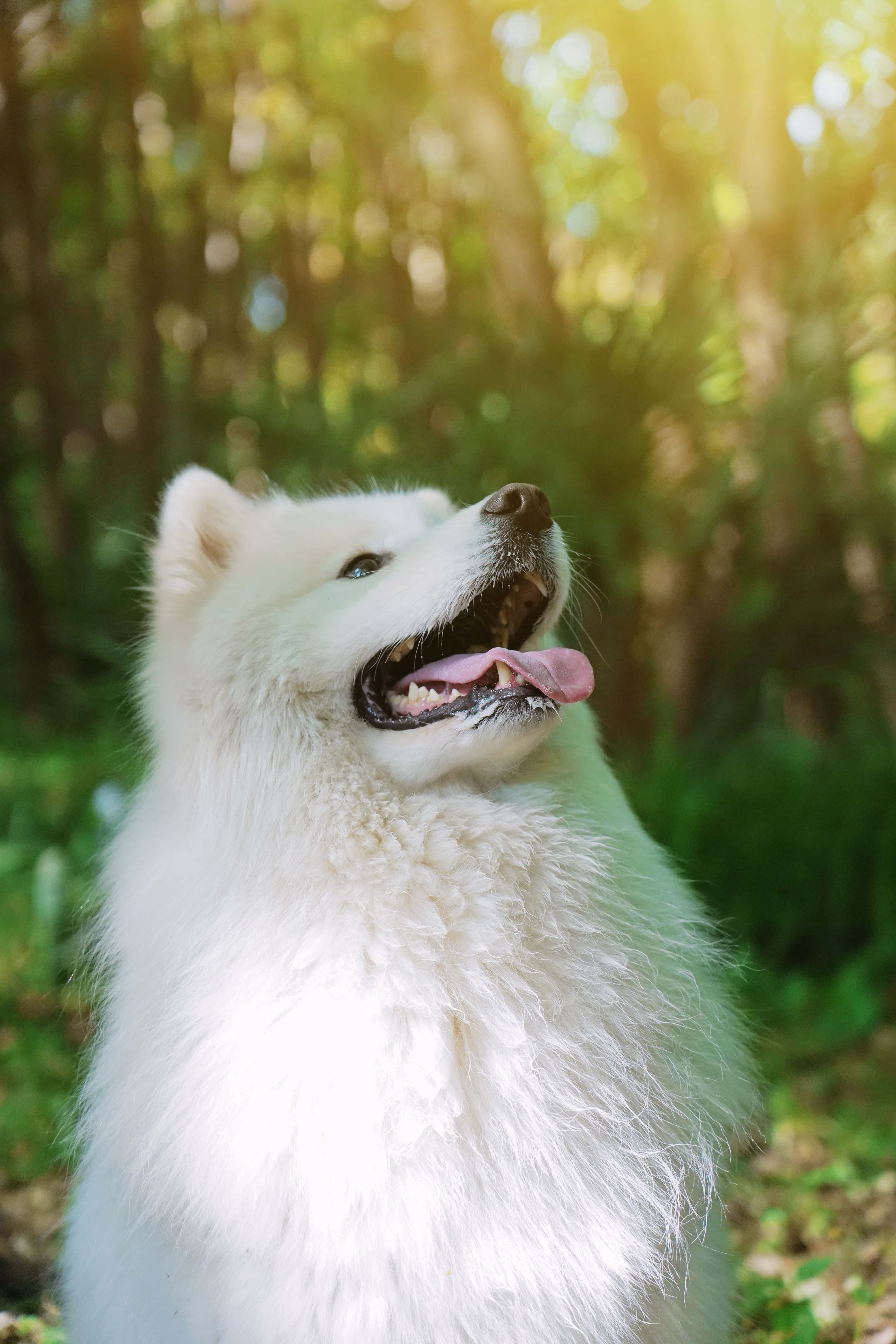 白犬在森林中照片 壁紙 — 一隻毛茸茸的白色薩摩耶犬在陽光明媚的森林中快樂地向上凝望，伸出舌頭，毛髮閃閃發光。