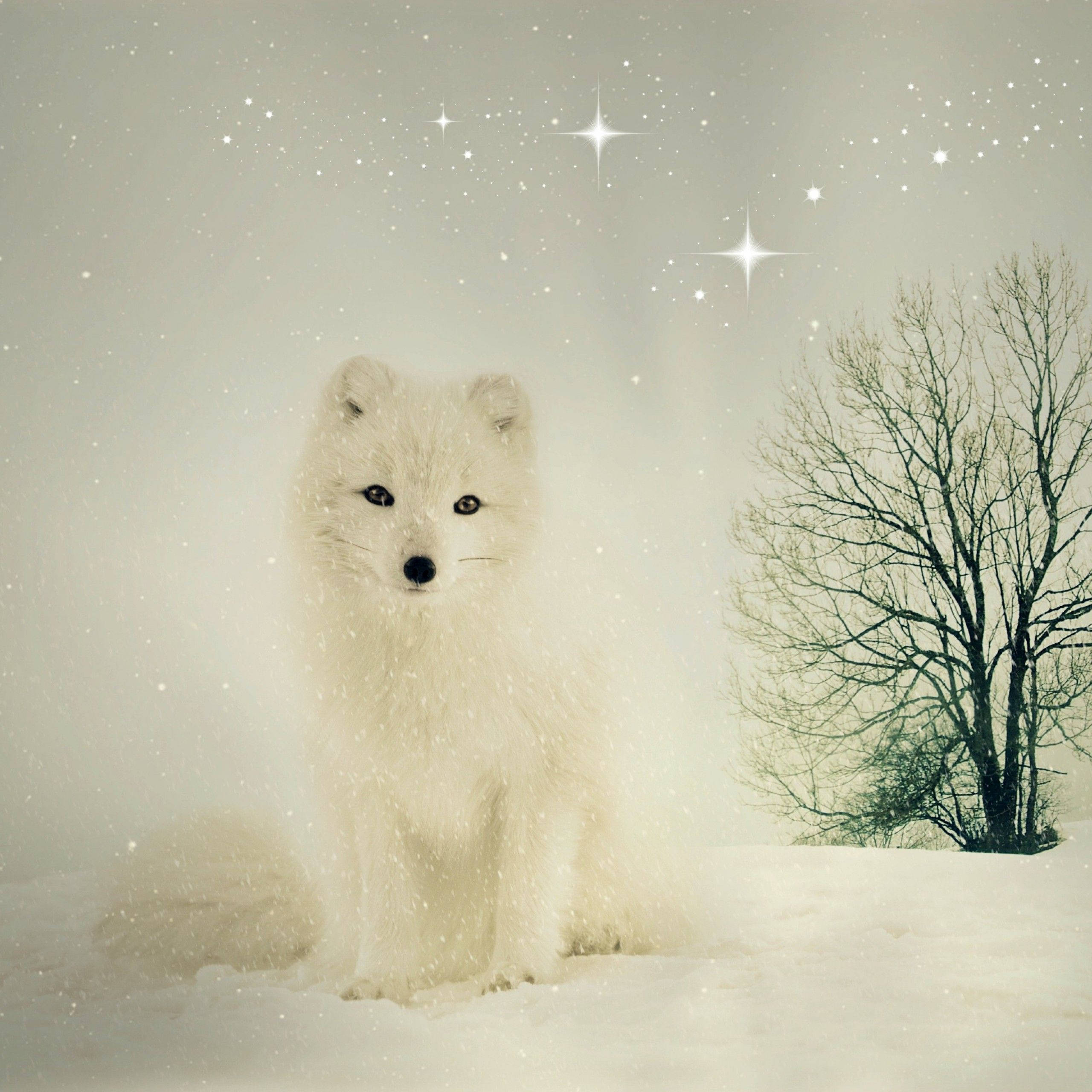 白狐幼崽 壁紙 — 一隻純白色的北極狐警覺地坐在雪地裡，旁邊有一棵光禿禿的樹，背景是繁星點點的冬日天空。