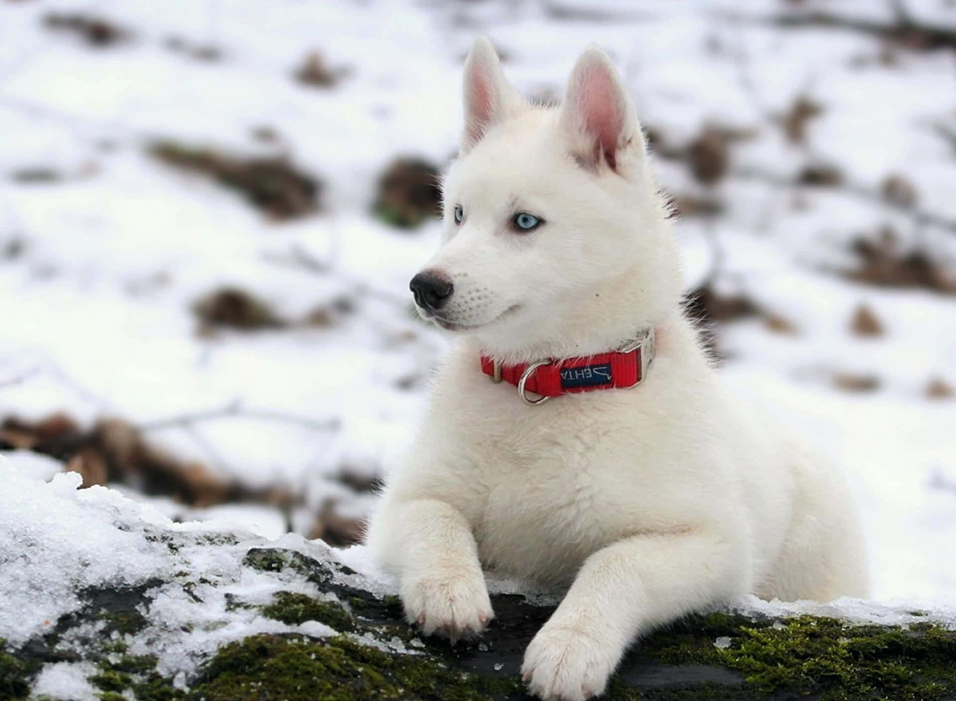 白狗雪景圖片 壁紙 — 一隻毛茸茸的白色哈士奇幼犬，擁有引人注目的藍色眼睛，在冬季景觀中休息在覆蓋著雪和苔蘚的石頭上。
