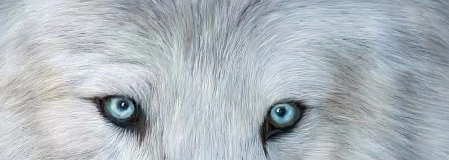 Wolf Eyes 桌布 壁紙 — 白狼銳利藍色眼睛直視前方的強烈特寫，毛髮紋理細緻。
