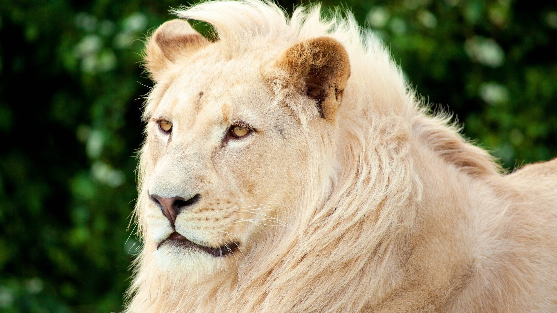 白獅金色雙眸 壁紙 — 一頭擁有濃密鬃毛的雄偉白獅，在柔和的綠色樹葉背景下平靜地凝視。