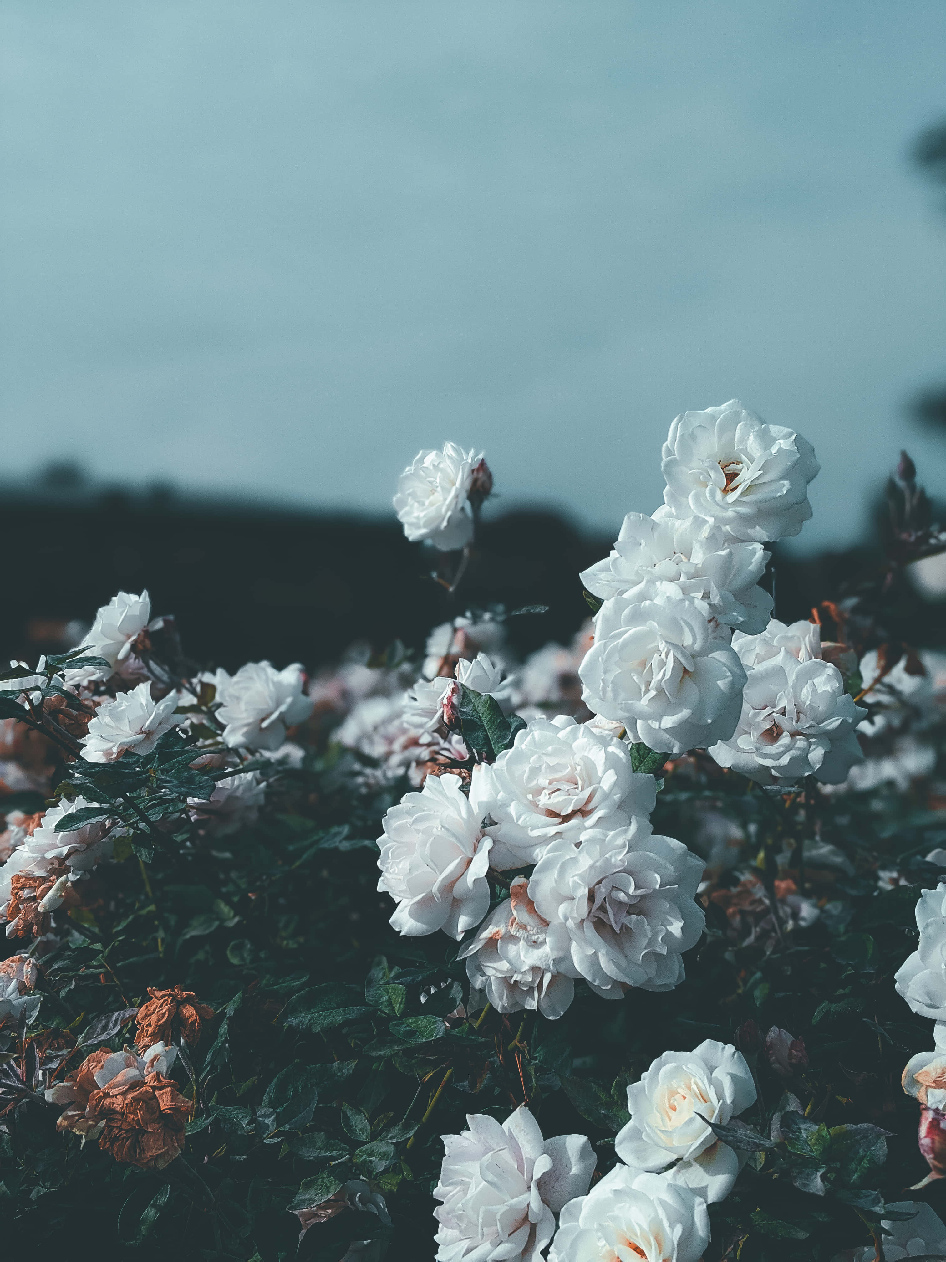 Aesthetic Rose 桌布 壁紙 — 白玫瑰在柔和嘅藍天下輕輕綻放，前景有深綠色嘅葉子。