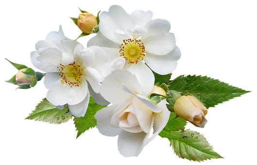 白玫瑰花束黑底