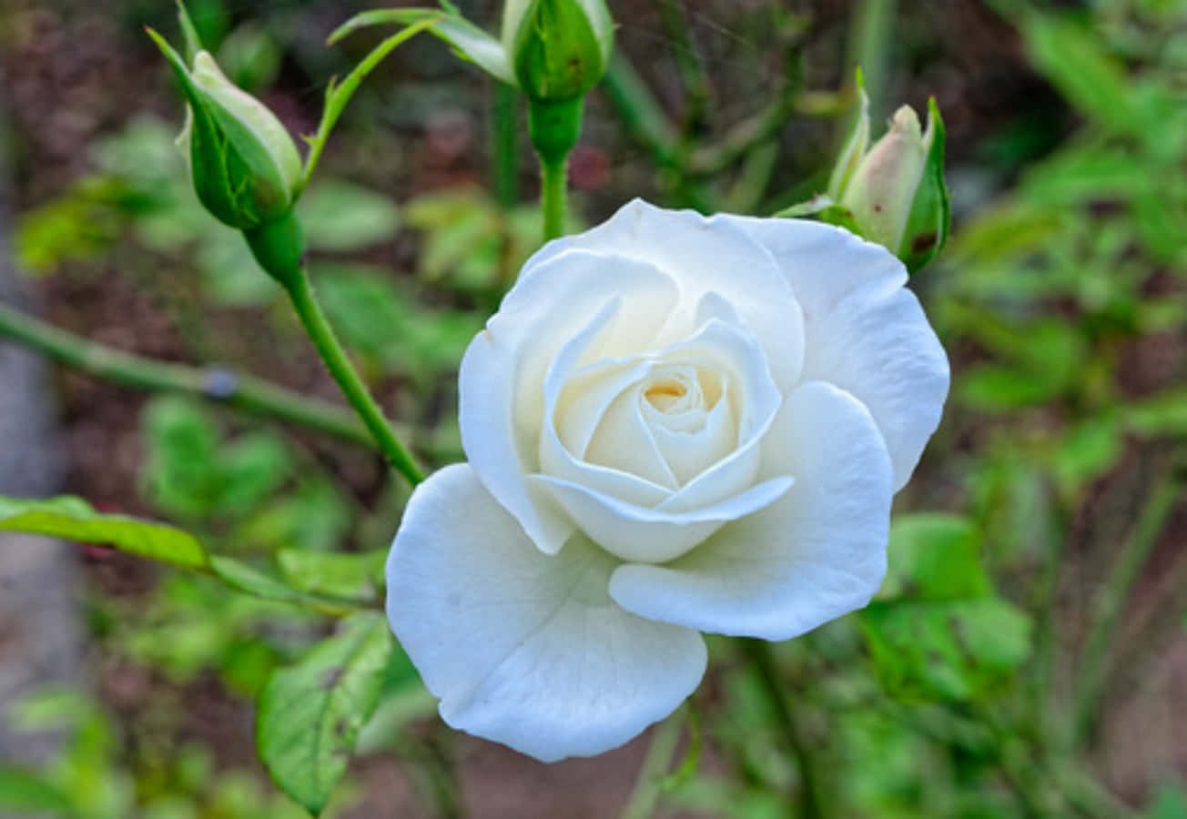 白玫瑰花蕾圖 壁紙 — 一朵純潔的白玫瑰在模糊的綠色花園背景中，伴隨著萌芽的莖幹，柔軟地綻放。