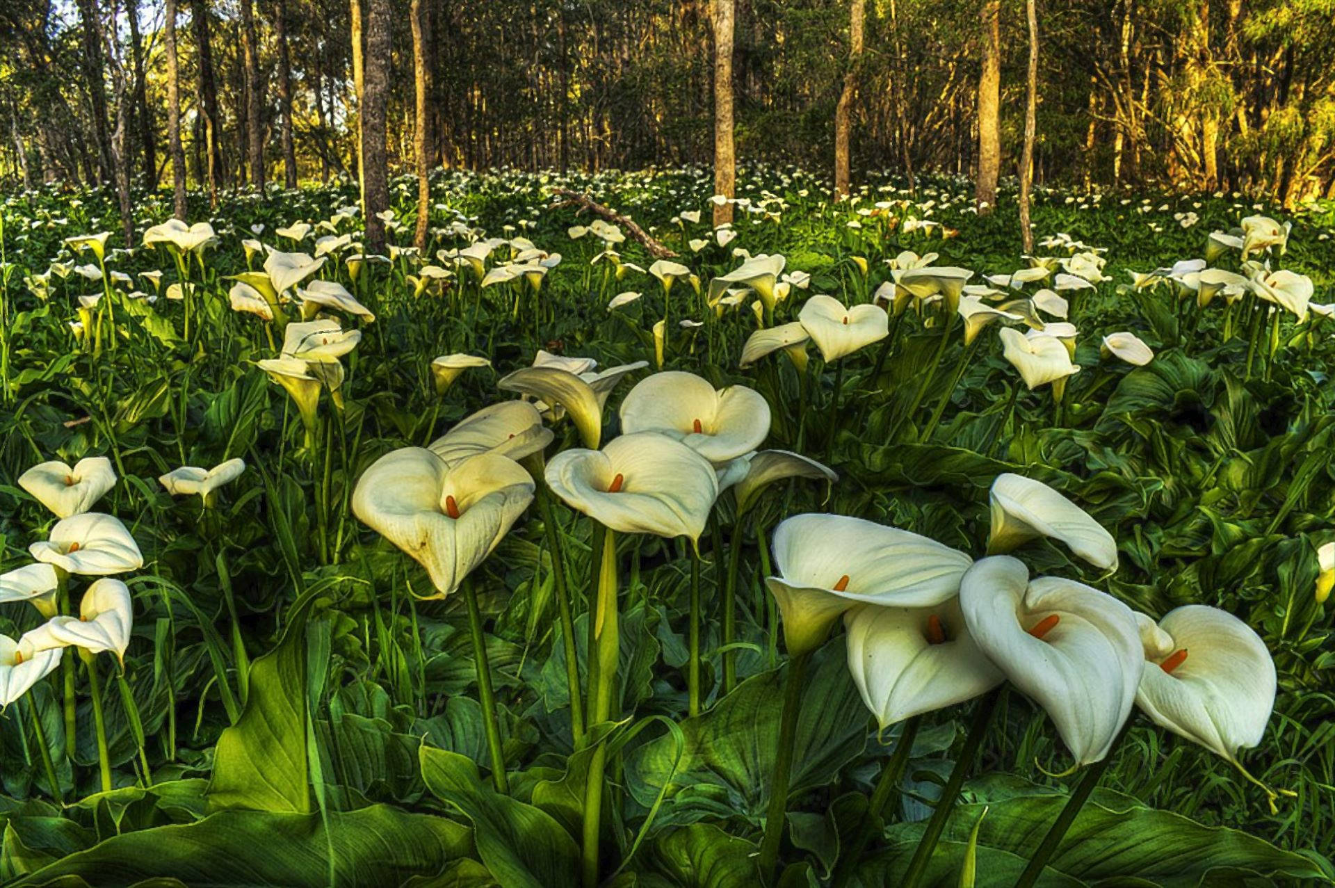 白百合花園 壁紙 — 陽光普照的森林地面，在高大的樹木下鋪滿了白色的馬蹄蓮和茂密的綠葉。