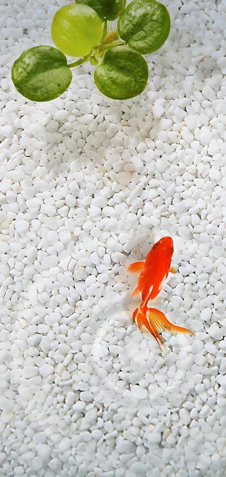 白石與金魚 iPhone 壁紙 — 一條鮮豔的橙色金魚在白色碎石中優雅地游動，上方有一棵綠色葉子植物。