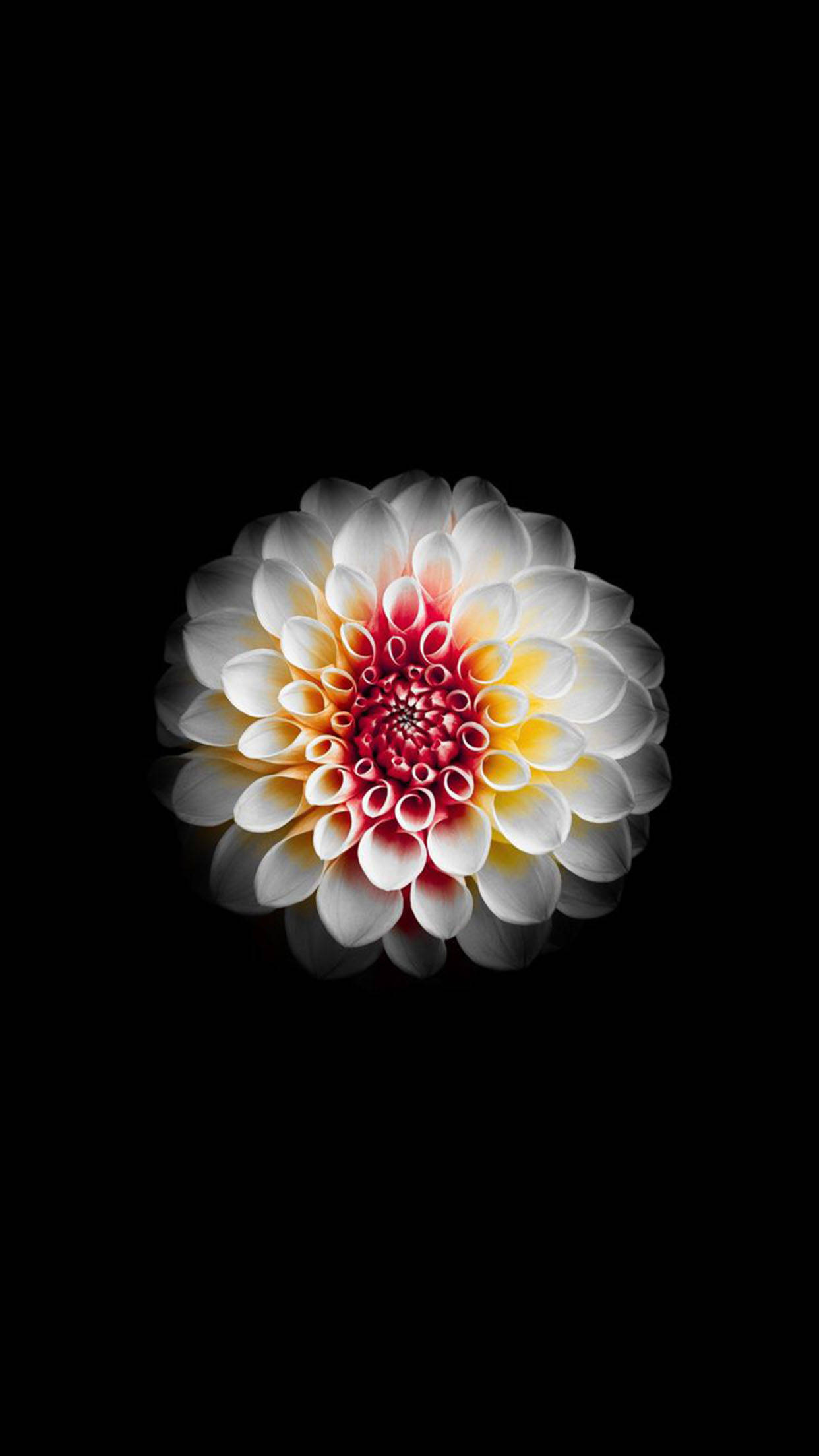 白紅大麗花蘋果壁紙 壁紙 — 一朵充滿活力的白色大麗花，帶有火紅黃色的中心，在純黑背景上盛開。