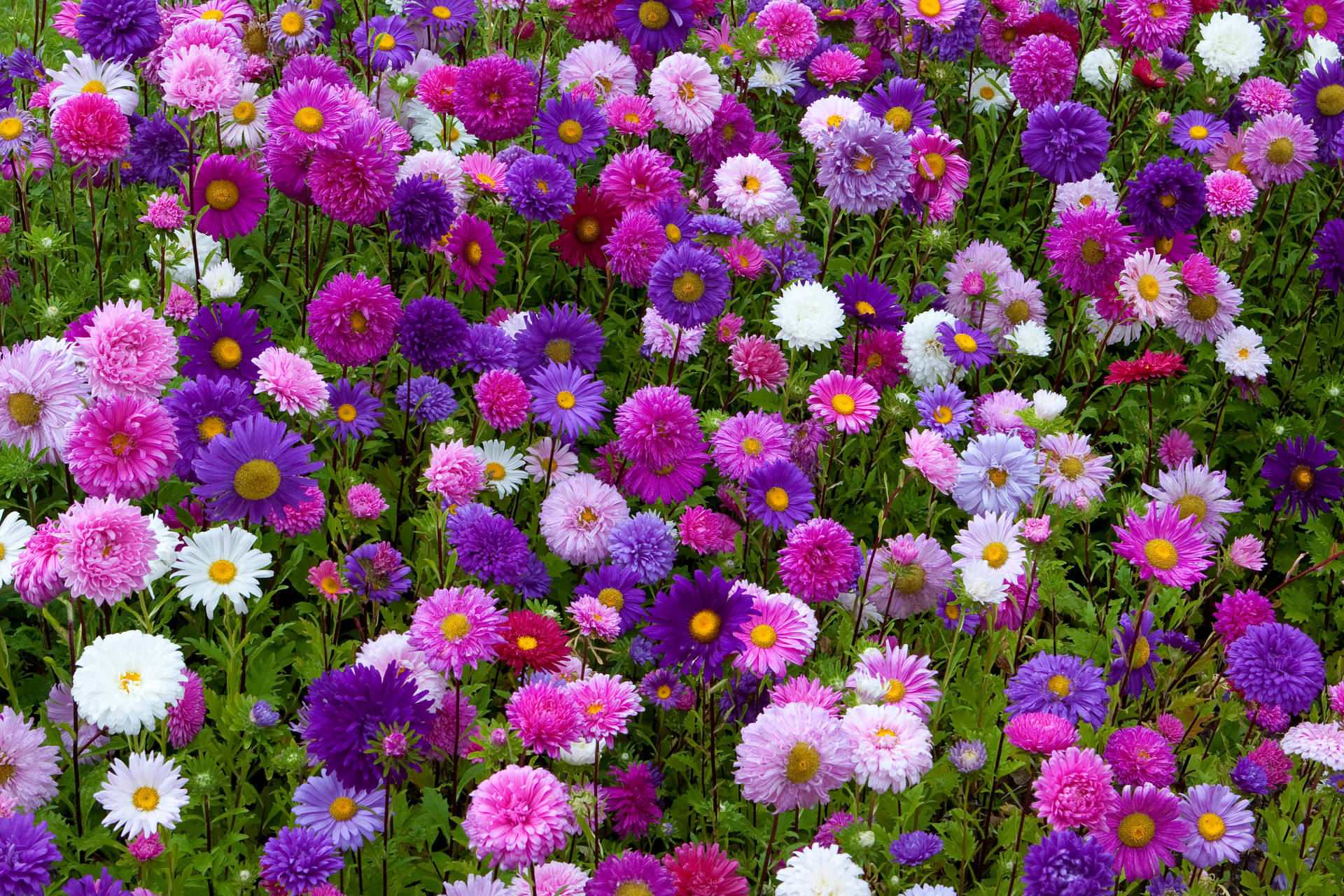 色彩繽紛的雛菊田野，花瓣呈紫色、粉紅色和白色，花心為黃色。