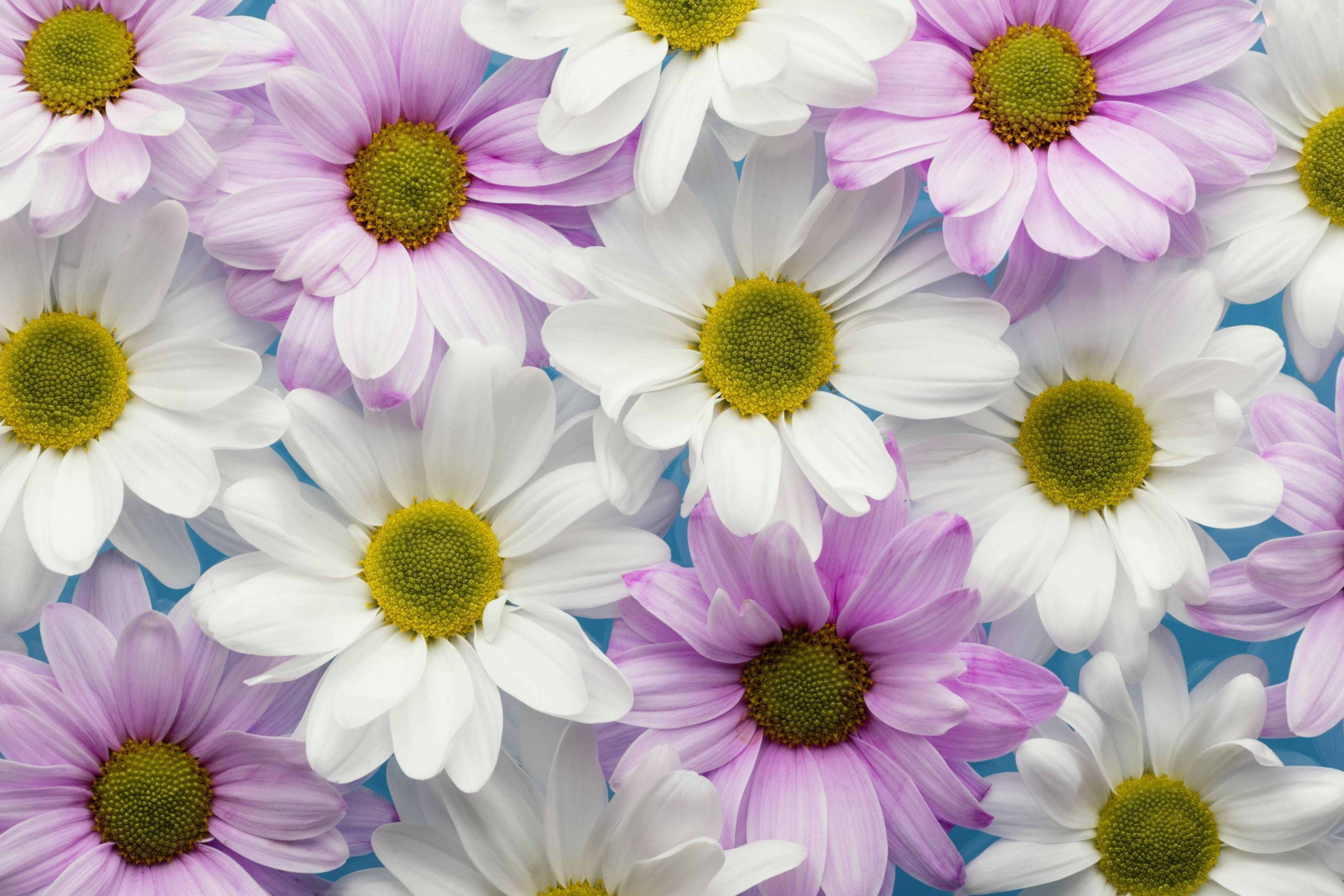 白紫菊花 壁紙 — 白色和薰衣草色雛菊的鮮豔特寫，帶有黃色花心，襯以柔和藍色背景。