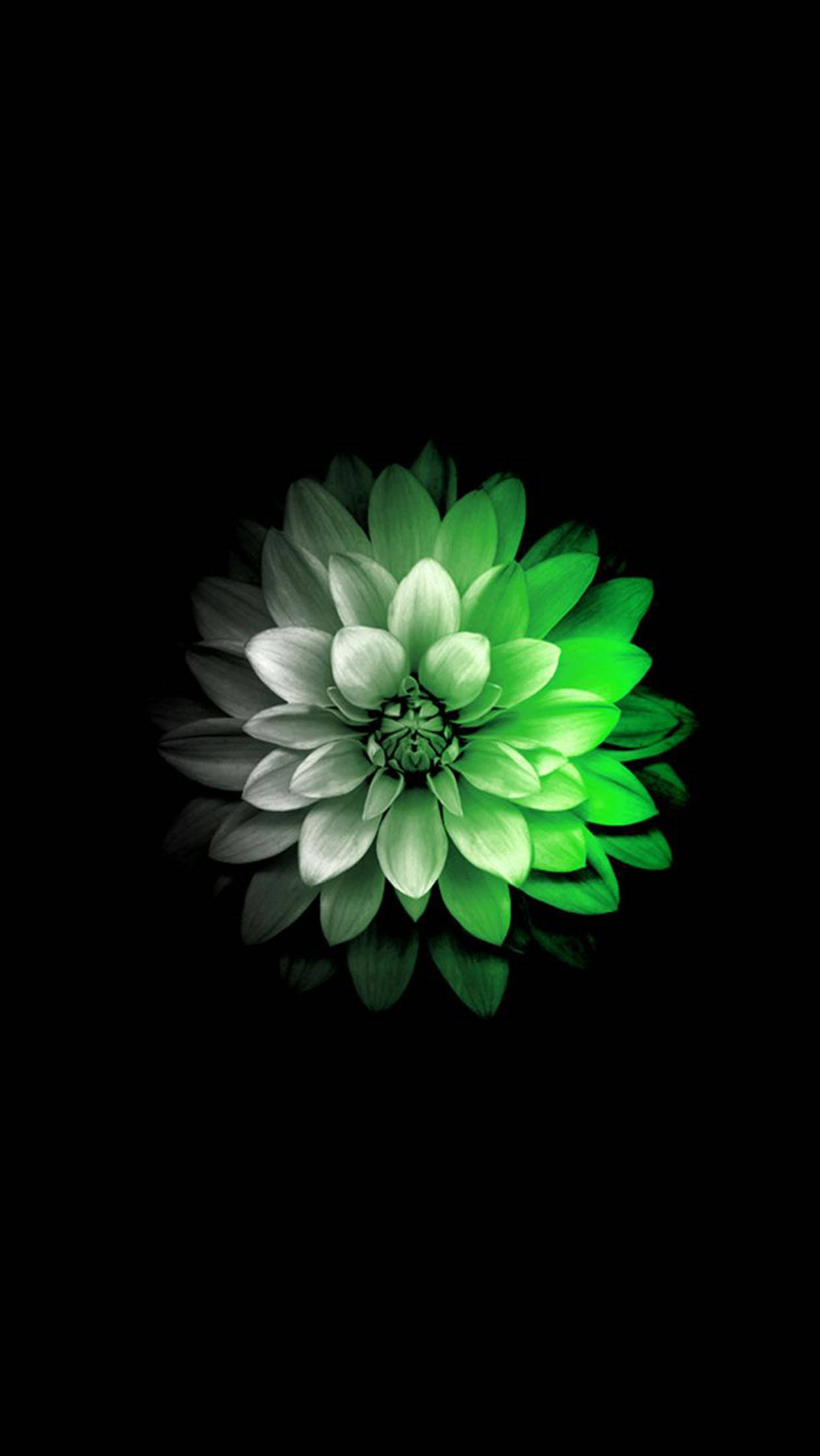 白綠花蘋果壁紙 壁紙 — 一朵亮麗的綠色大麗花在純黑背景上發光，下方帶有微妙的倒影。