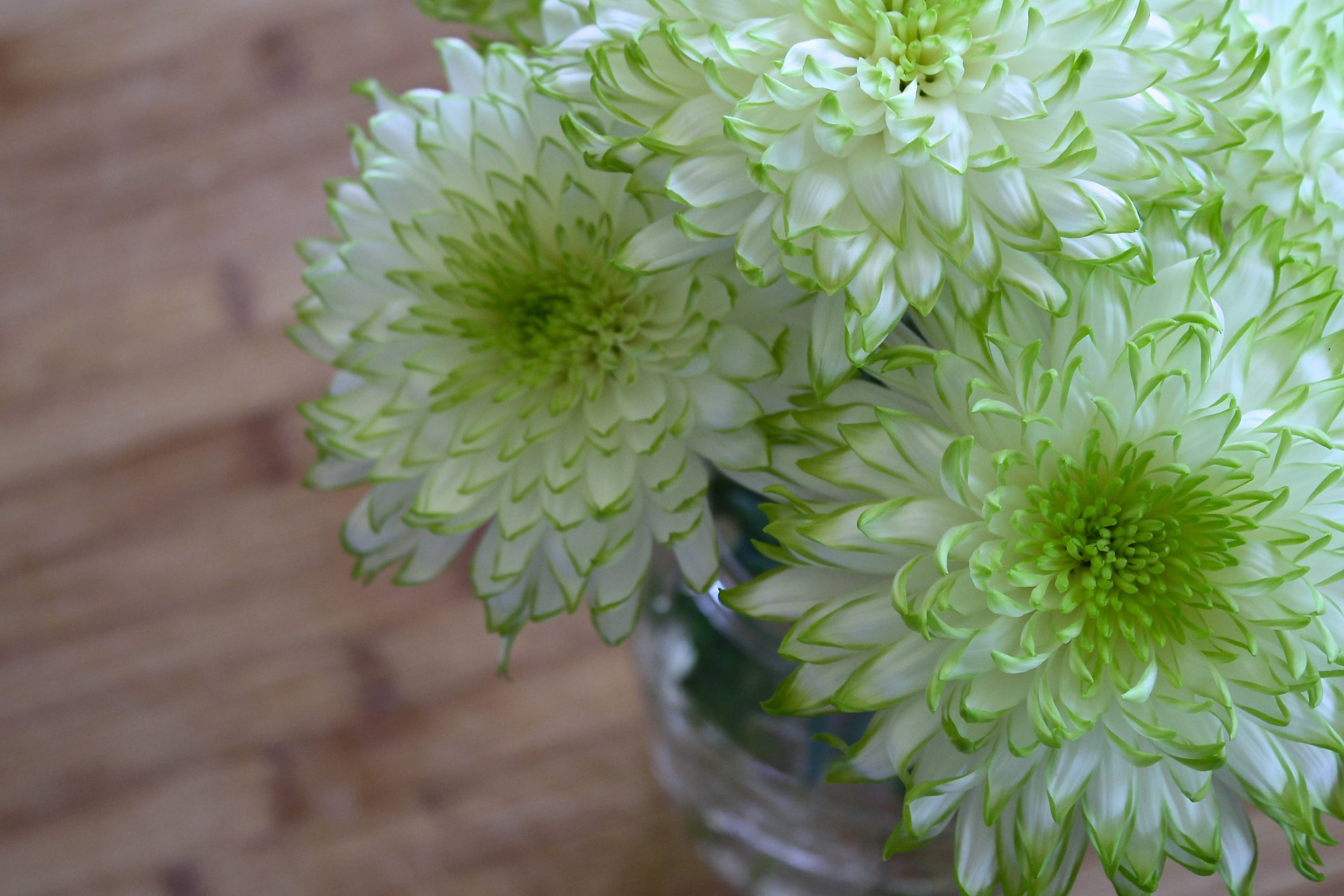 白綠菊花花瓶 壁紙 — 木質表面上玻璃花瓶中的白色菊花特寫，帶有青檸綠色邊緣。
