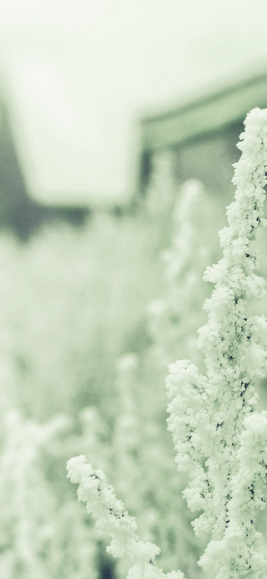 冬季景觀中覆蓋著霜的草，背景有模糊的建築物。