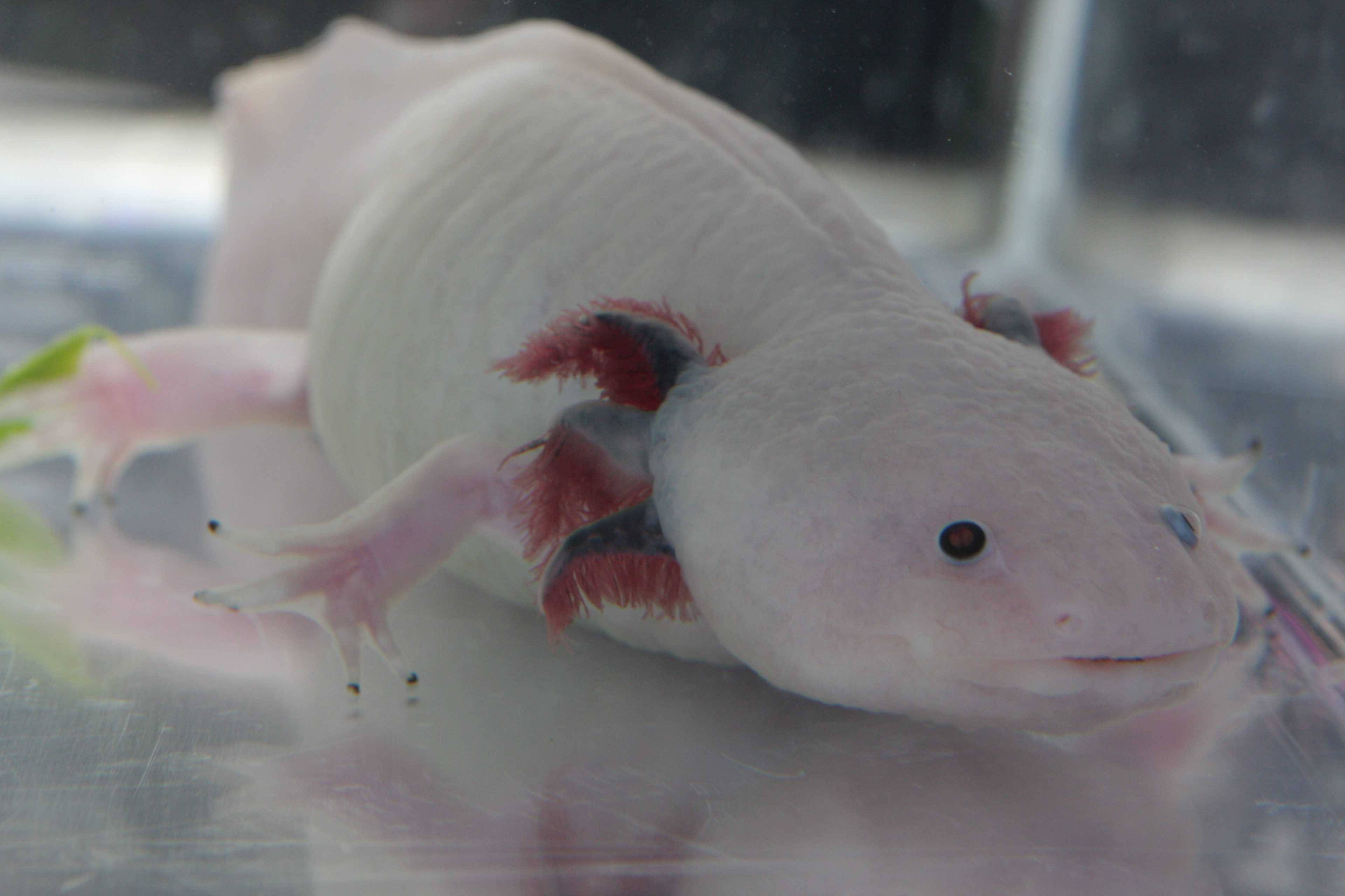 白色 Axolotl 特寫 壁紙 — 一隻蒼白的墨西哥蠑螈，帶有羽毛狀的紅色鰓，在玻璃缸內的清澈水中靜靜休息。