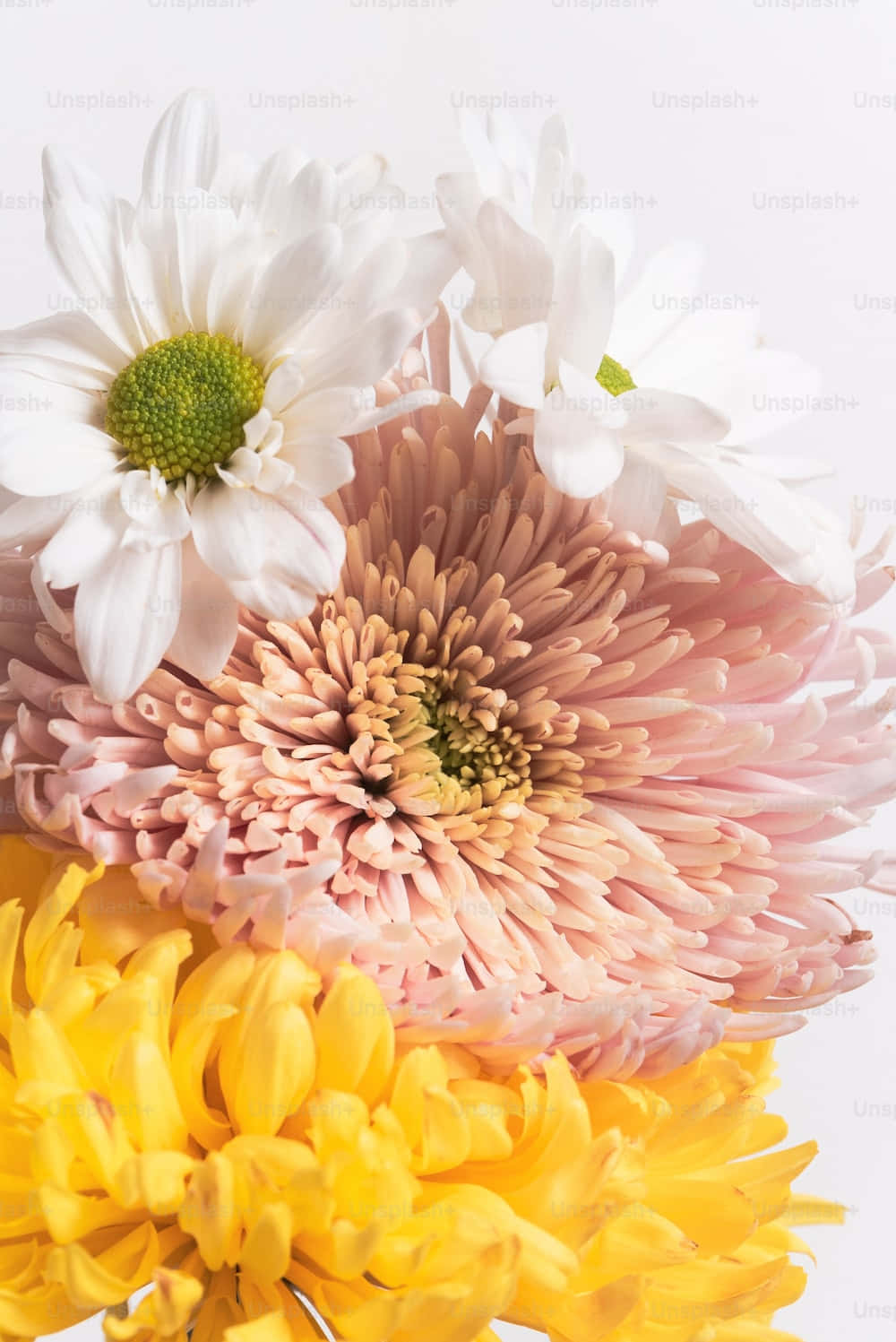 Cute Flower 桌布 壁紙 — 白色、粉紅色和黃色菊花嘅鮮豔近距離特寫，排列喺乾淨嘅白色背景上。