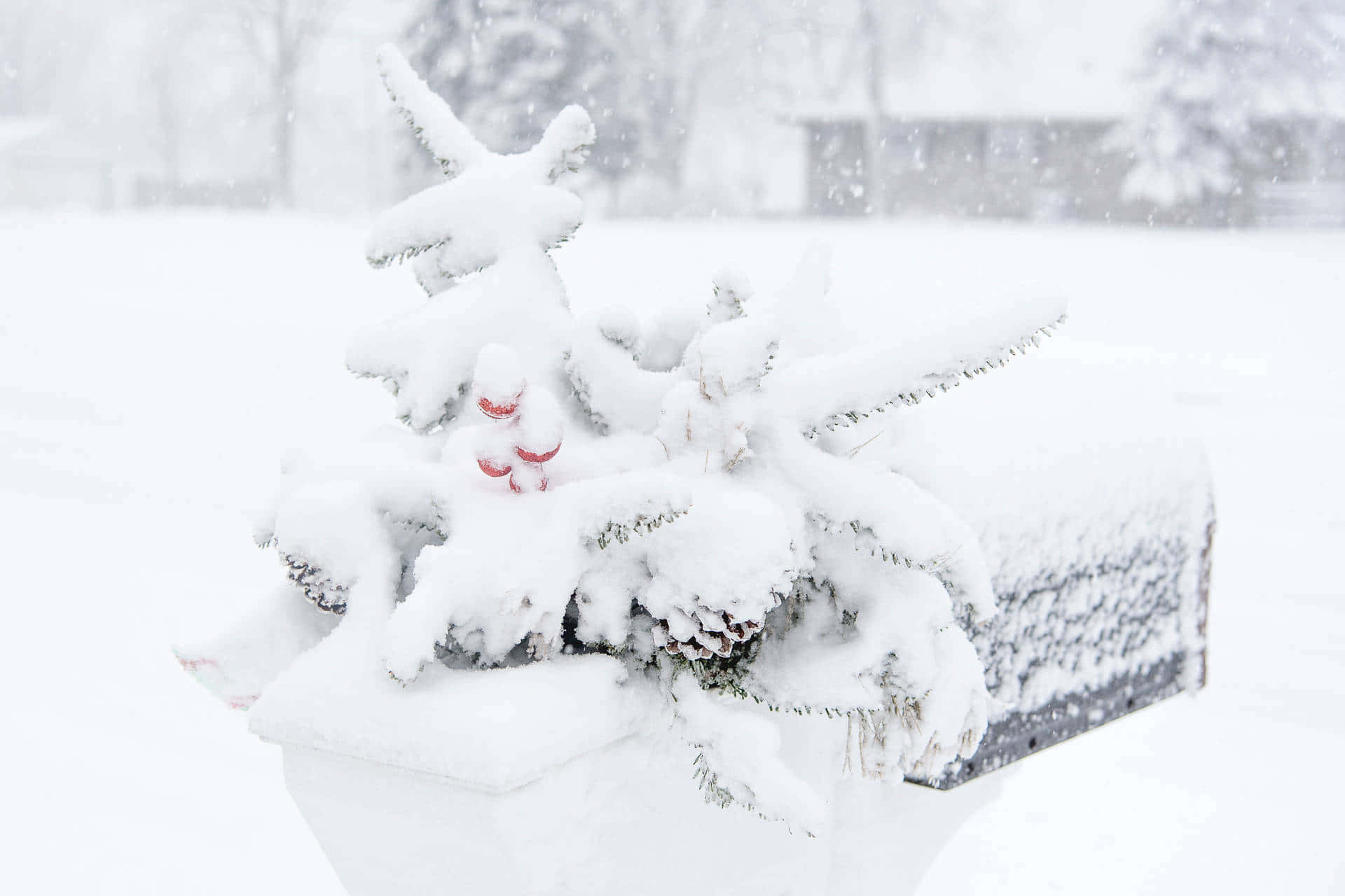積雪的常綠樹枝上掛著紅色漿果，旁邊是冬日郵箱。