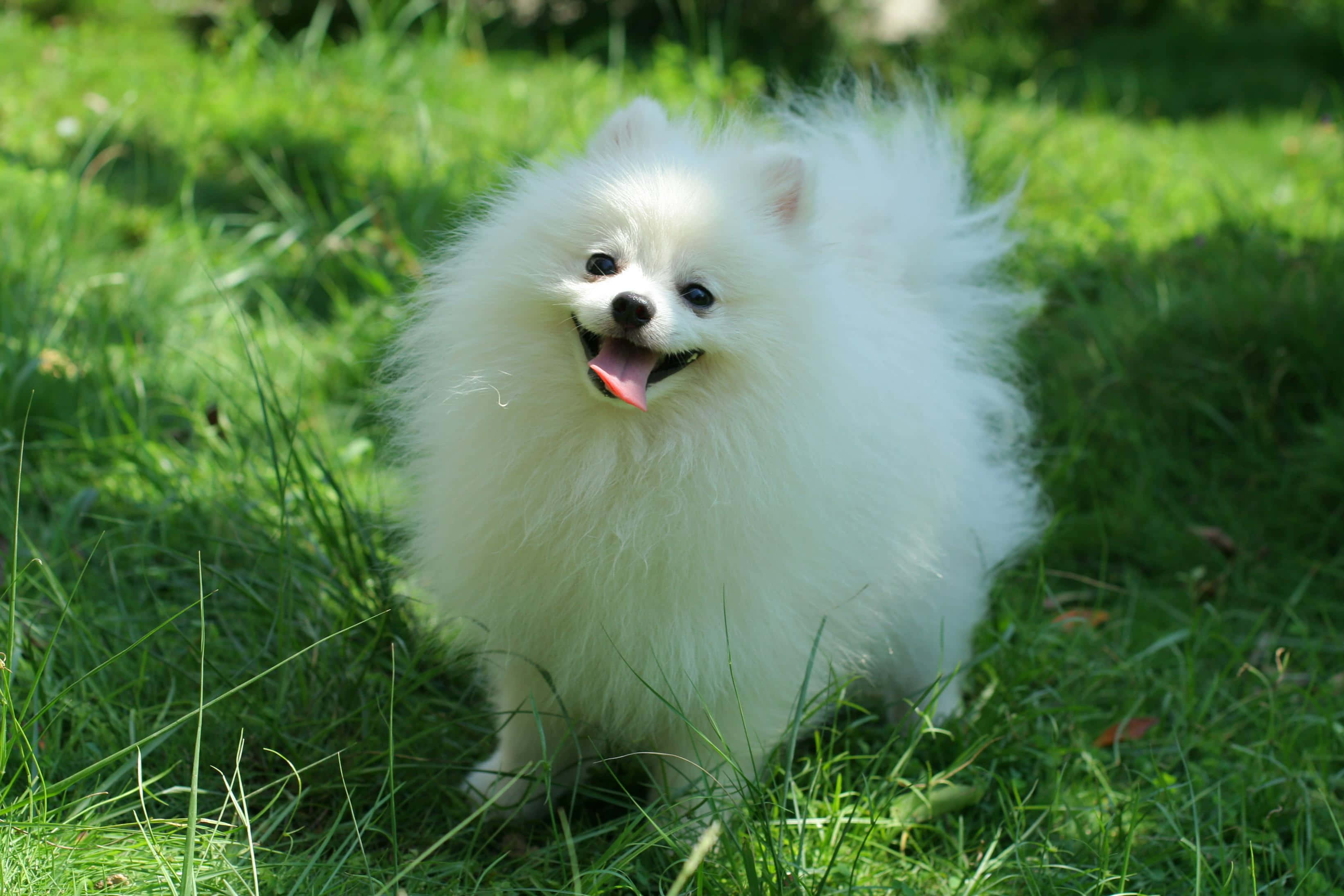 白色博美犬圖片 壁紙 — 一隻毛茸茸的白色博美犬開心咁坐喺充滿活力嘅綠色草地上，伸出舌頭曬太陽。