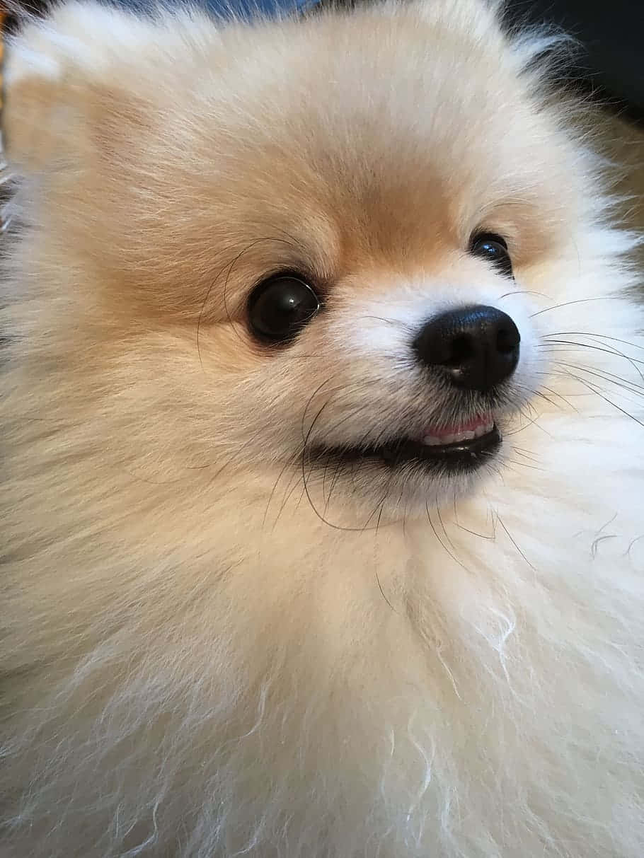 一隻毛茸茸嘅奶油色博美犬，深色眼睛，睇起嚟好開心。