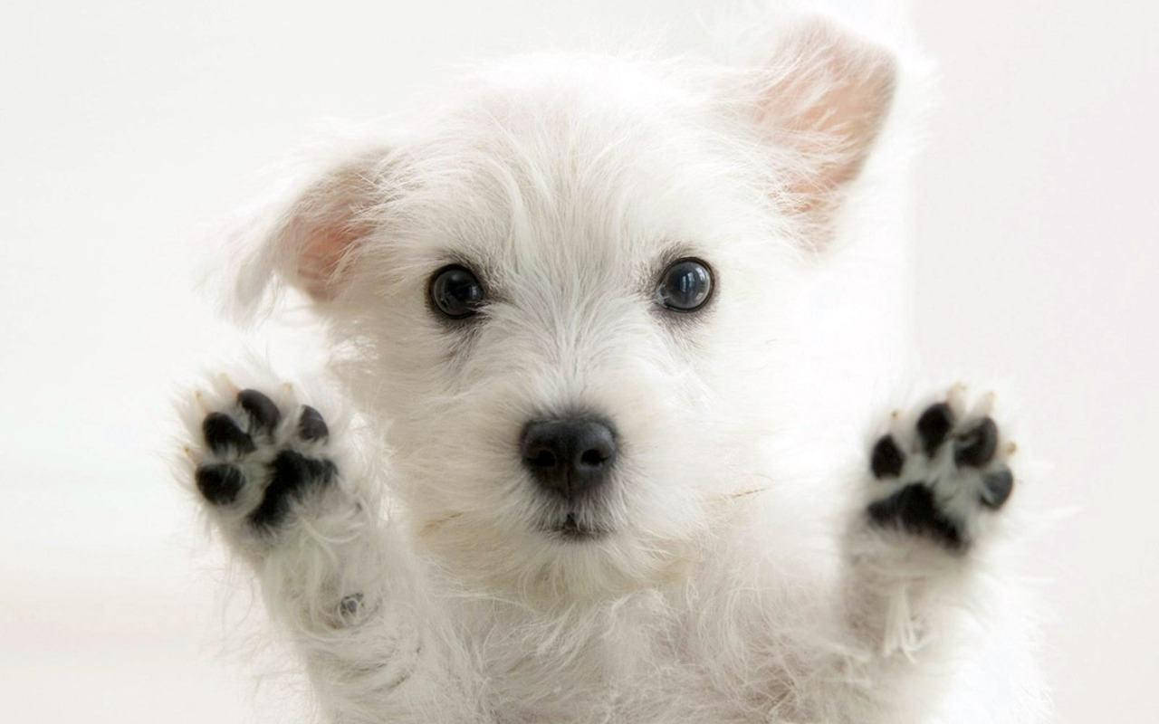 白色可愛幼犬黑爪 壁紙 — 一隻毛茸茸的白色小狗，深色眼睛，爪子抬起，做出俏皮的姿勢，背景是明亮的白色。