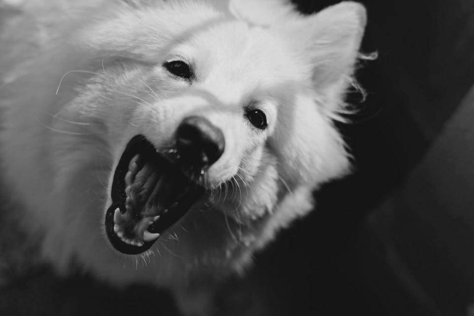 白色大隻可愛幼犬 壁紙 — 一隻毛茸茸的白狗在深色背景下張開嘴露出牙齒的黑白特寫。