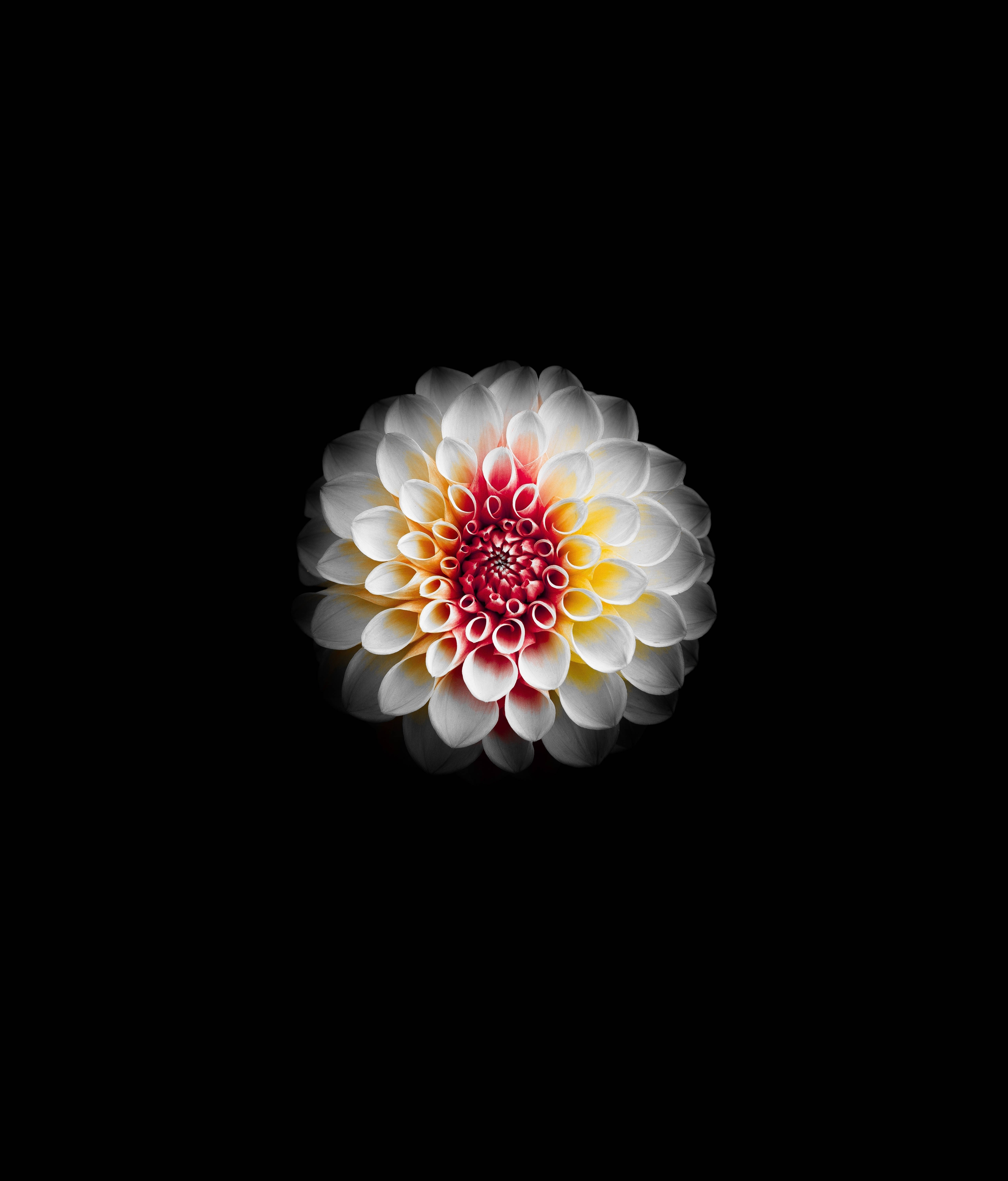 白色大麗花 壁紙 — 一朵鮮豔的大麗花，白色花瓣，火紅黃色的中心，在純黑色背景下閃耀。