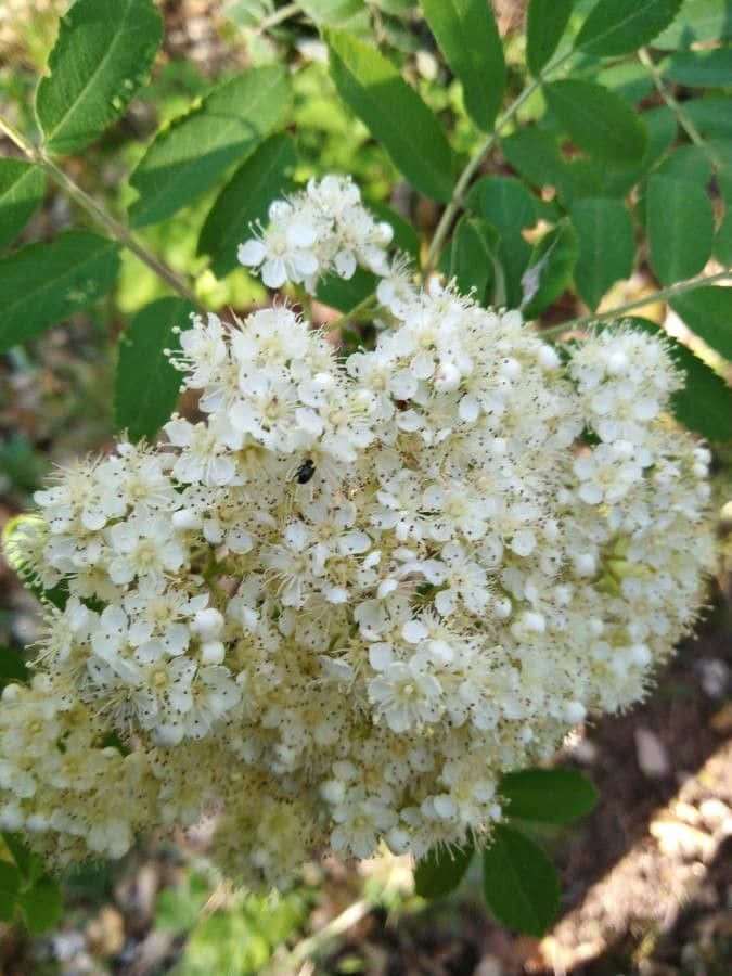 Black Locust 桌布 壁紙 — 白色嬌嫩花朵、綠葉及花瓣上棲息的小黑蟲特寫。