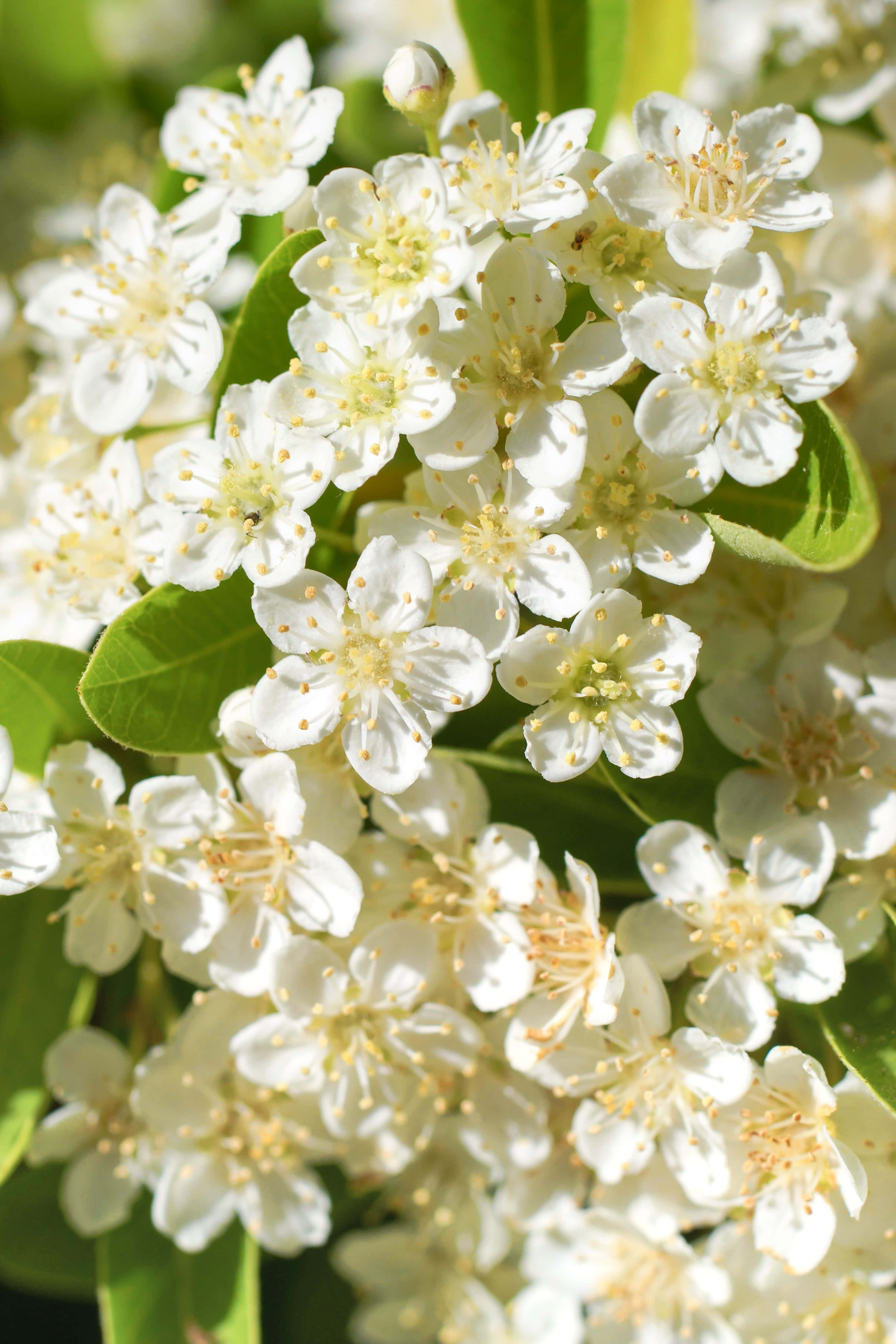 White Flowers 桌布 壁紙 — 白色嬌嫩花朵的特寫，帶有黃色雄蕊和綠色葉子，沐浴在明亮的陽光下。