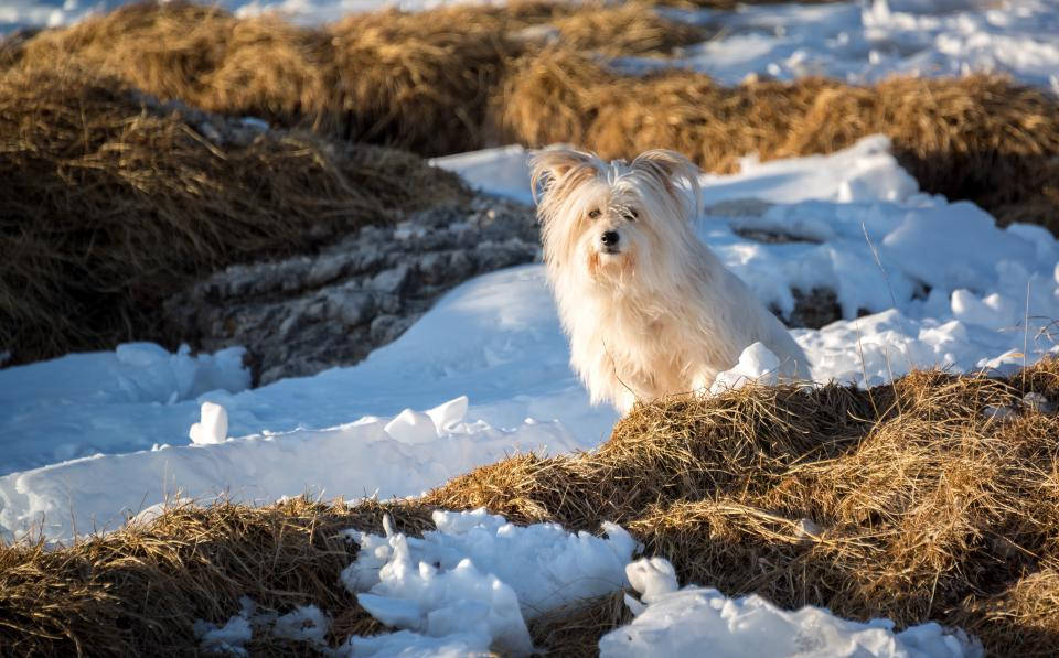 白色幼犬在冰上 壁紙 — 一隻毛茸茸的白狗在雪地中警覺地坐著，旁邊有金色的乾草捆，沐浴在溫暖的陽光下。