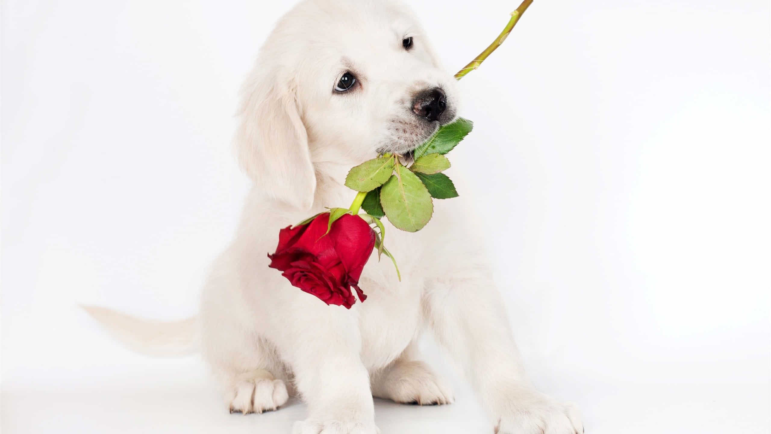 白色拉布拉多幼犬叼玫瑰圖片 壁紙 — 一隻毛茸茸的白色小狗坐著，拿著一朵帶有綠葉的鮮紅玫瑰，背景是純白色。