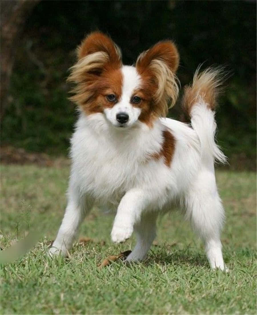 白色斑點帕皮龍犬在草地上玩耍的照片 壁紙 — 一隻毛茸茸的白色和棕色大耳蝴蝶犬在草地上精力充沛地奔跑。