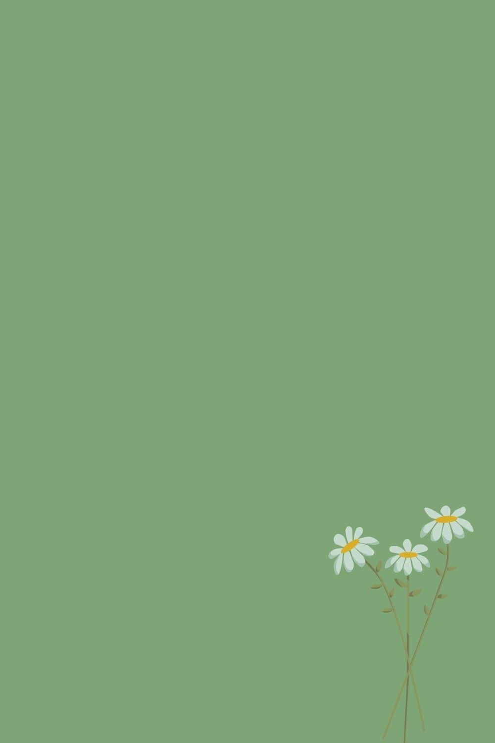 三朵雛菊，白色花瓣和黃色花心，綠色背景