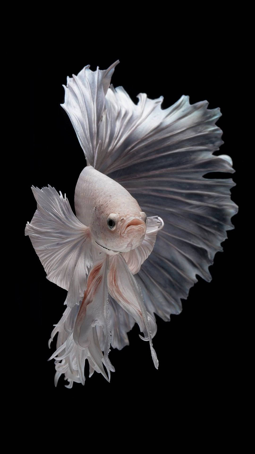 白色暹羅鬥魚 iPhone 壁紙 — 一條白色鬥魚，擁有流動的魚鰭，在純黑背景上優雅地滑行。