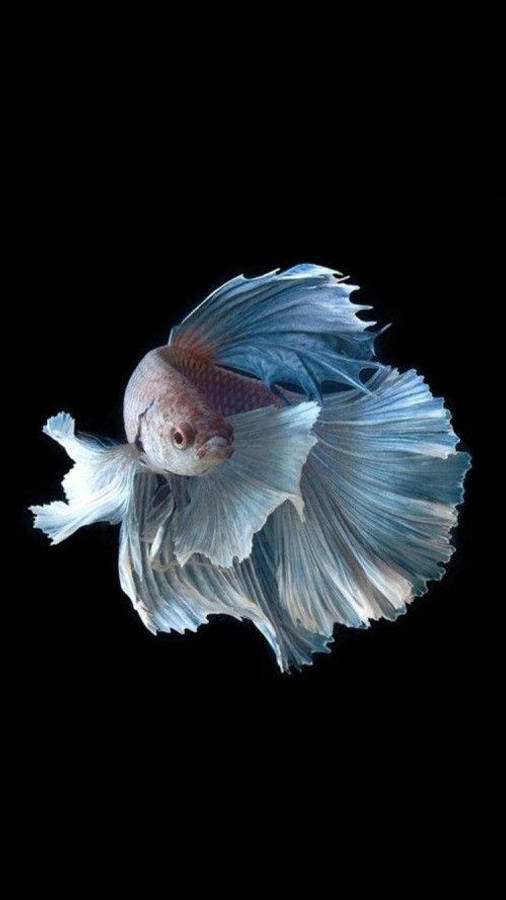 白色暹羅鬥魚 iPhone 壁紙 — 一條擁有飄逸藍白鰭的鬥魚，在純黑背景下優雅滑行。