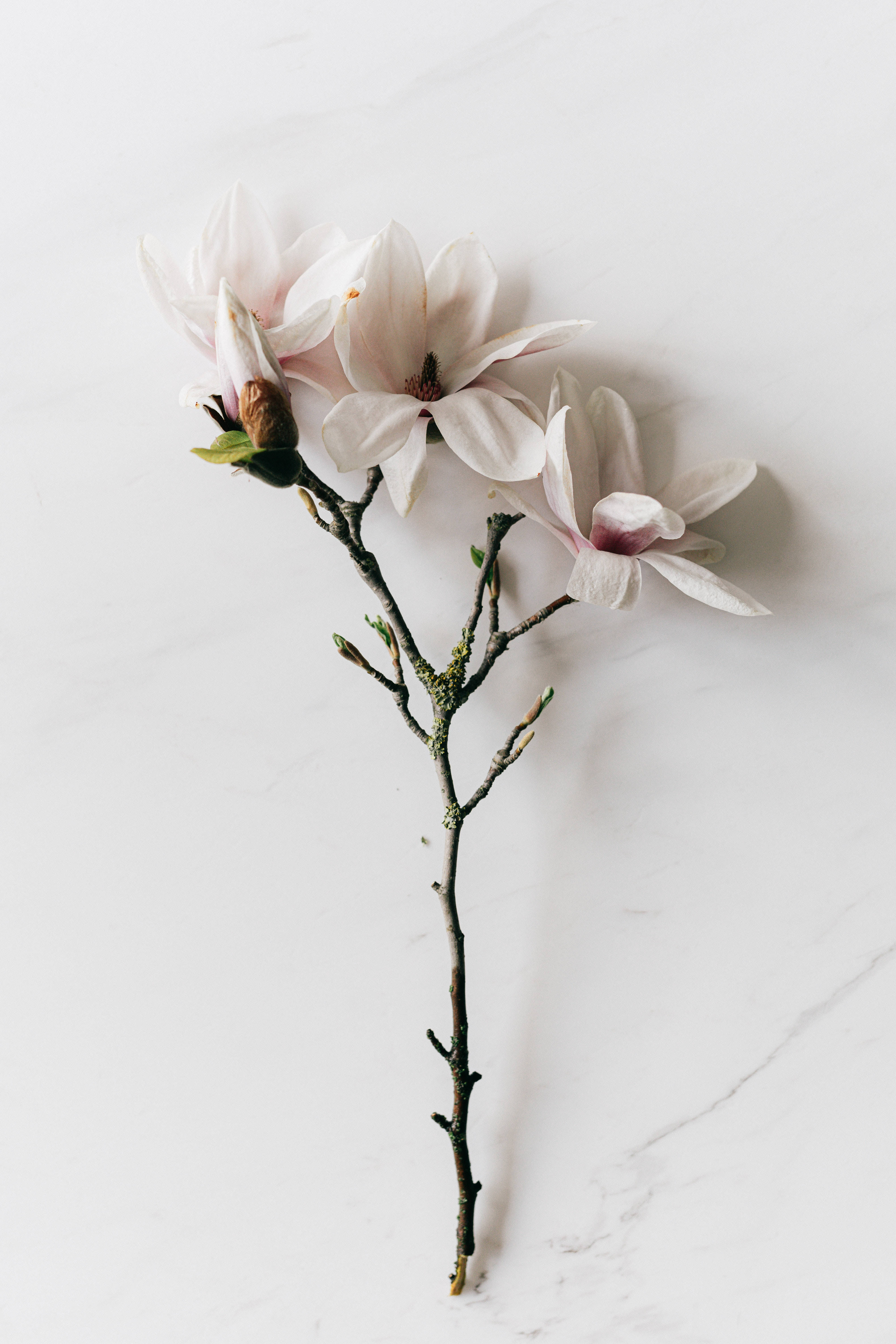 白色木蘭花枝 壁紙 — 一枝帶有淡粉紅色木蘭花和花蕾的纖細樹枝，優雅地放在光滑的白色大理石表面上。
