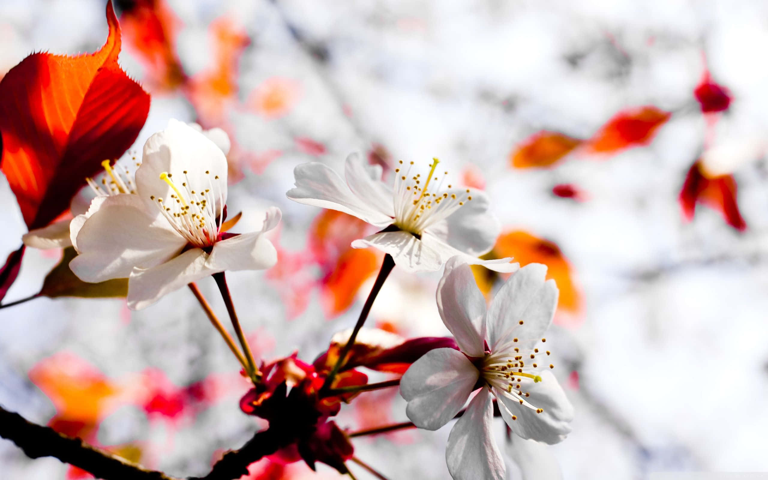 Winter Flowers 桌布 壁紙 — 白色櫻花帶有黃色雄蕊，在紅色樹葉和明亮天空的柔和模糊背景下盛開。