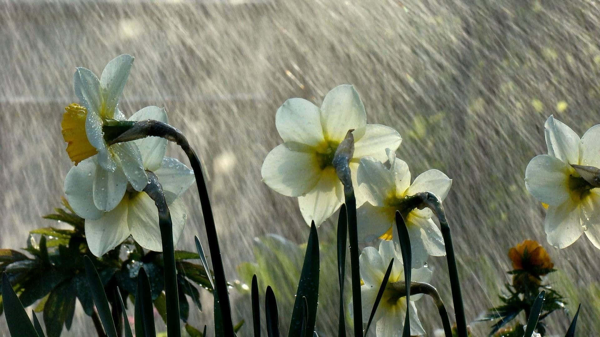 Spring Rain 桌布 壁紙 — 白色水仙花帶有黃色中心，在暴雨中閃閃發光，背景模糊。