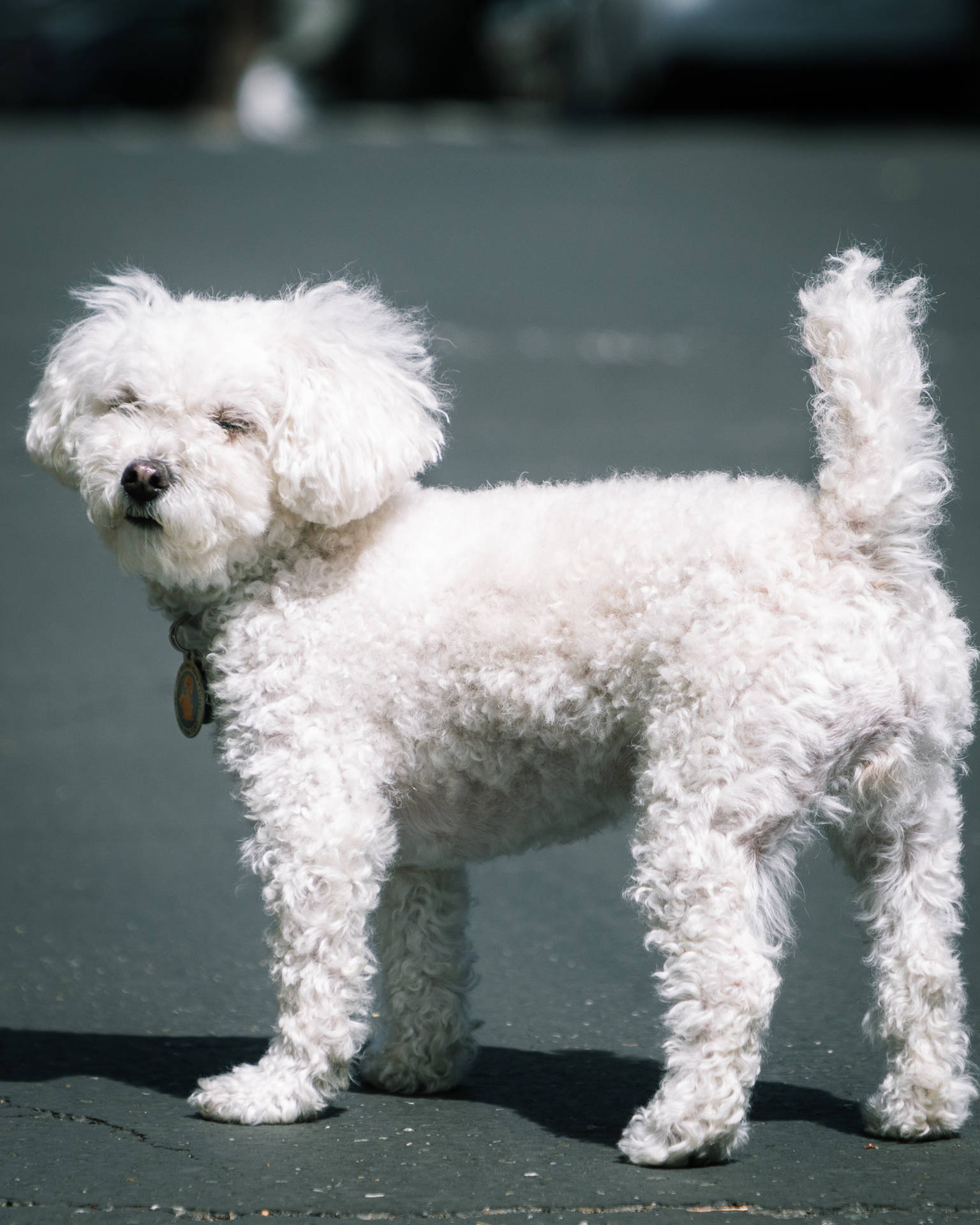 毛茸茸的白色狗在明亮的陽光下站在人行道上。