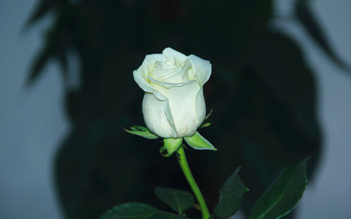 一朵帶有綠色莖葉的白玫瑰花蕾，背景黑暗模糊。