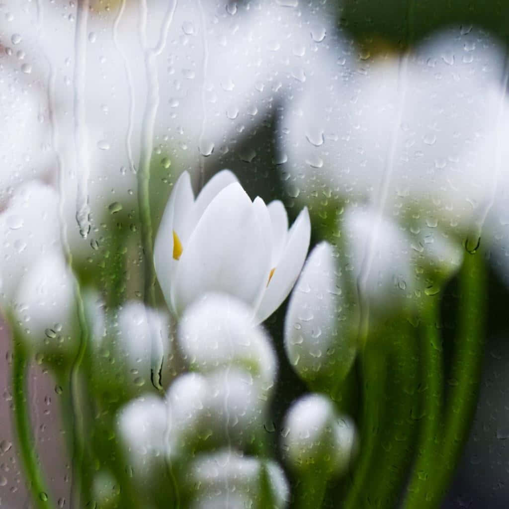 White Flowers 桌布 壁紙 — 白色番紅花穿過帶有雨點的窗戶，伴隨著模糊的綠色莖幹，柔和地綻放。