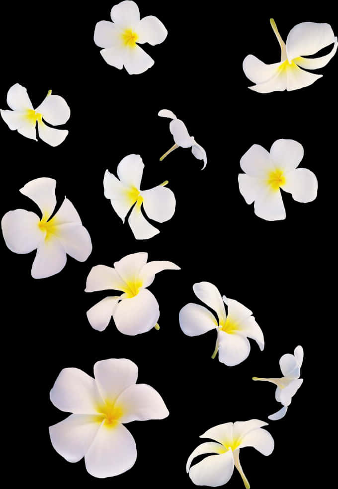白色白蘭地花配黑色背景 壁紙 — 白色雞蛋花帶黃色中心，在純黑背景上優雅漂浮。