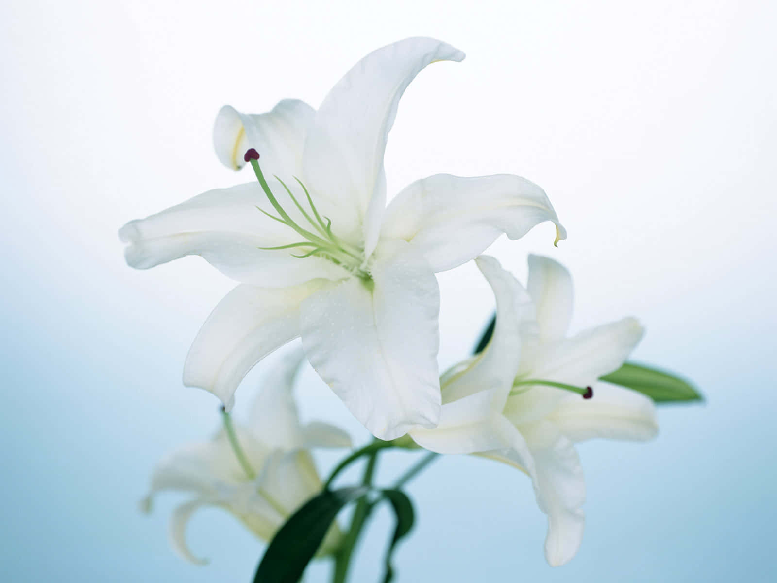 白色百合花 壁紙 — 一朵精緻的白色百合花在寧靜的淺藍色漸變背景上柔和綻放，花瓣上閃爍著細微的水珠。