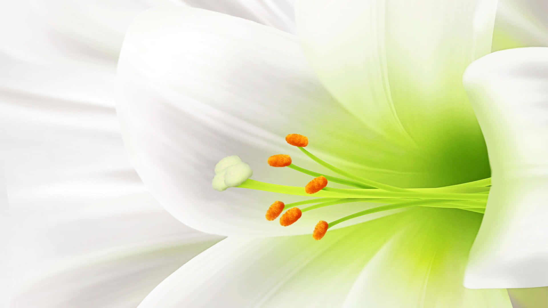 白色百合花，綠色花瓣，橙色花蕊 壁紙