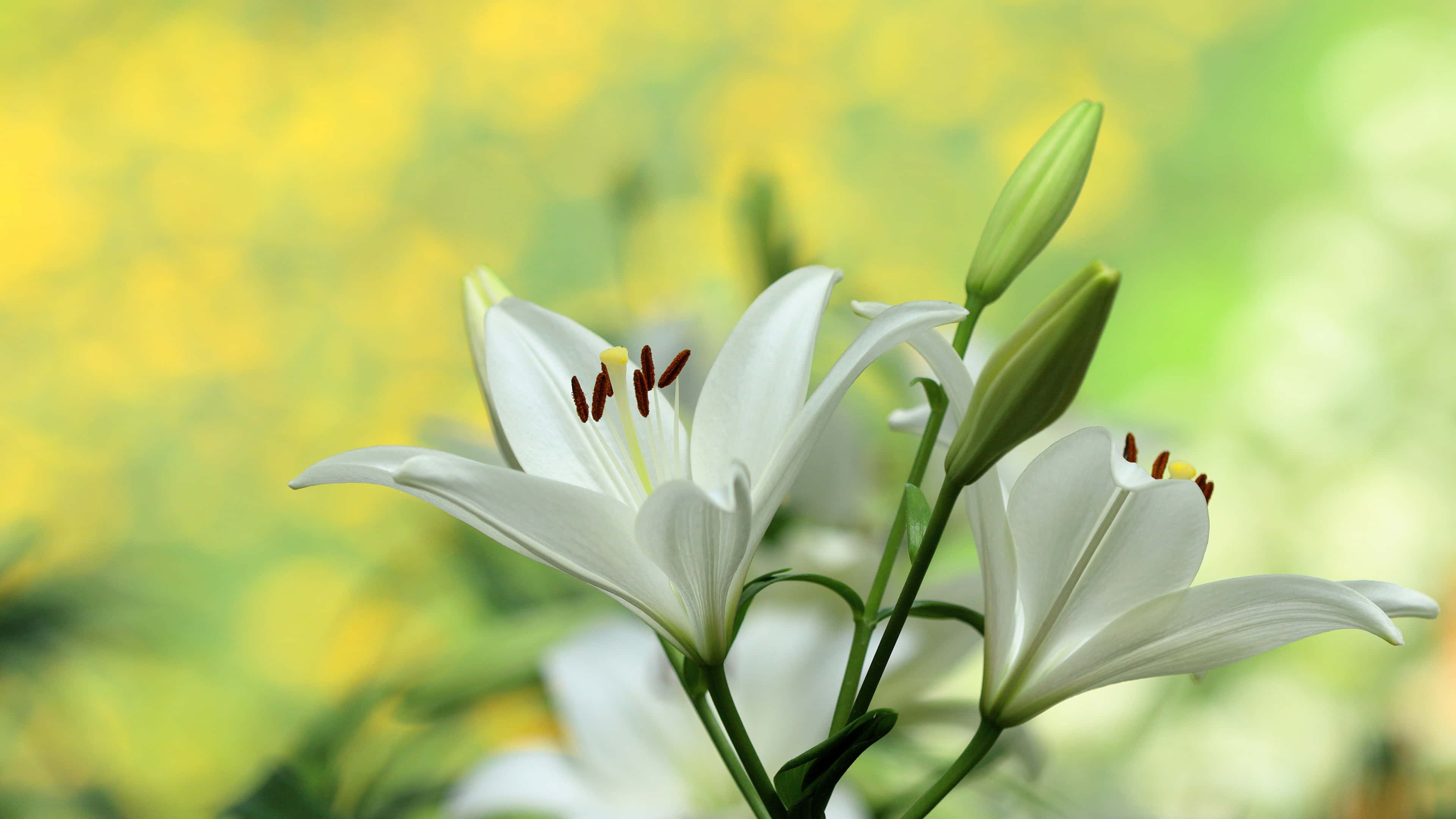 lily 桌布 壁紙 — 白色百合花在柔和黃綠模糊背景中優雅綻放。